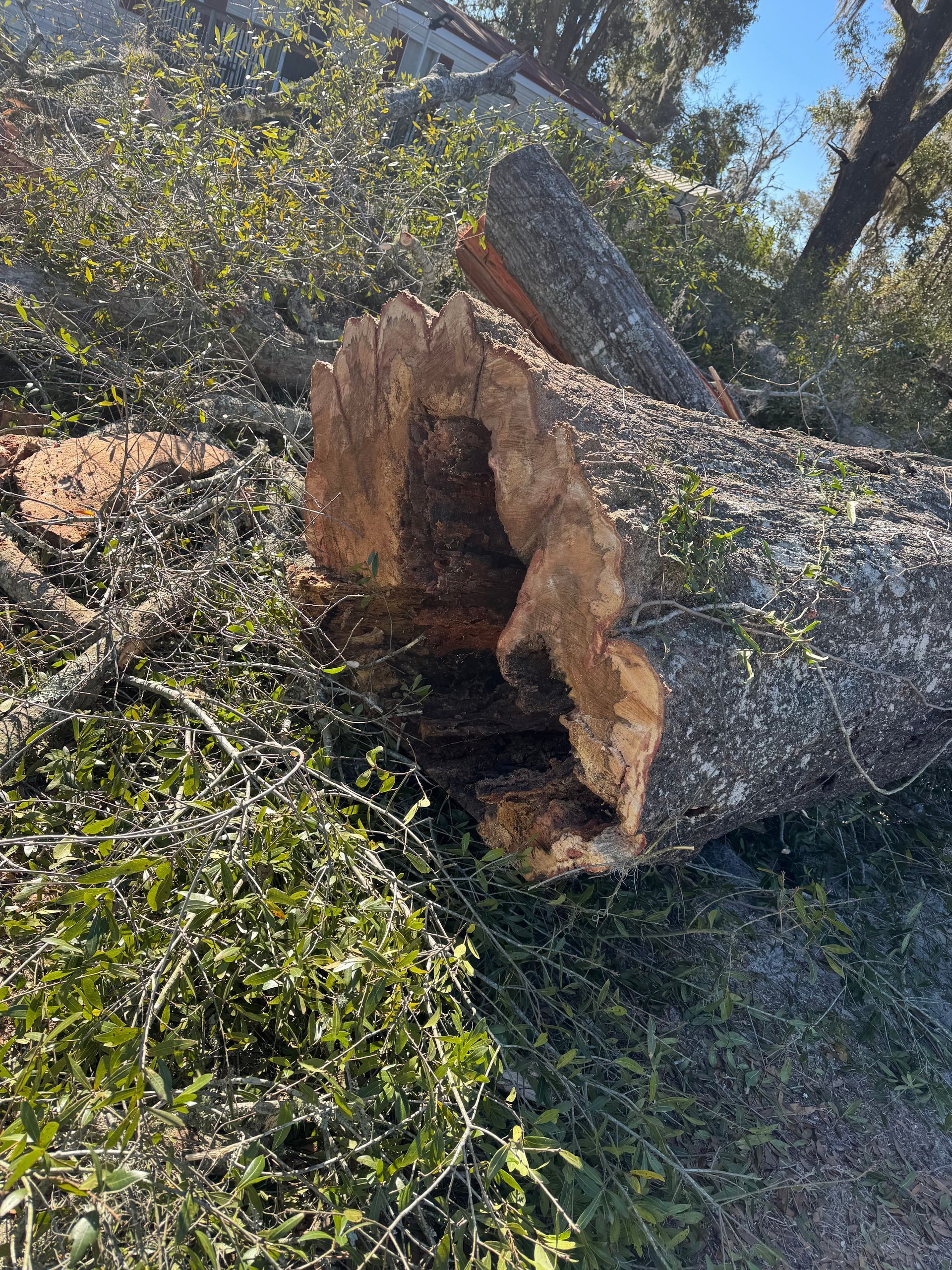 Large fallen tree trunk with a hollow center lying among rocks and dense green brush outdoors.