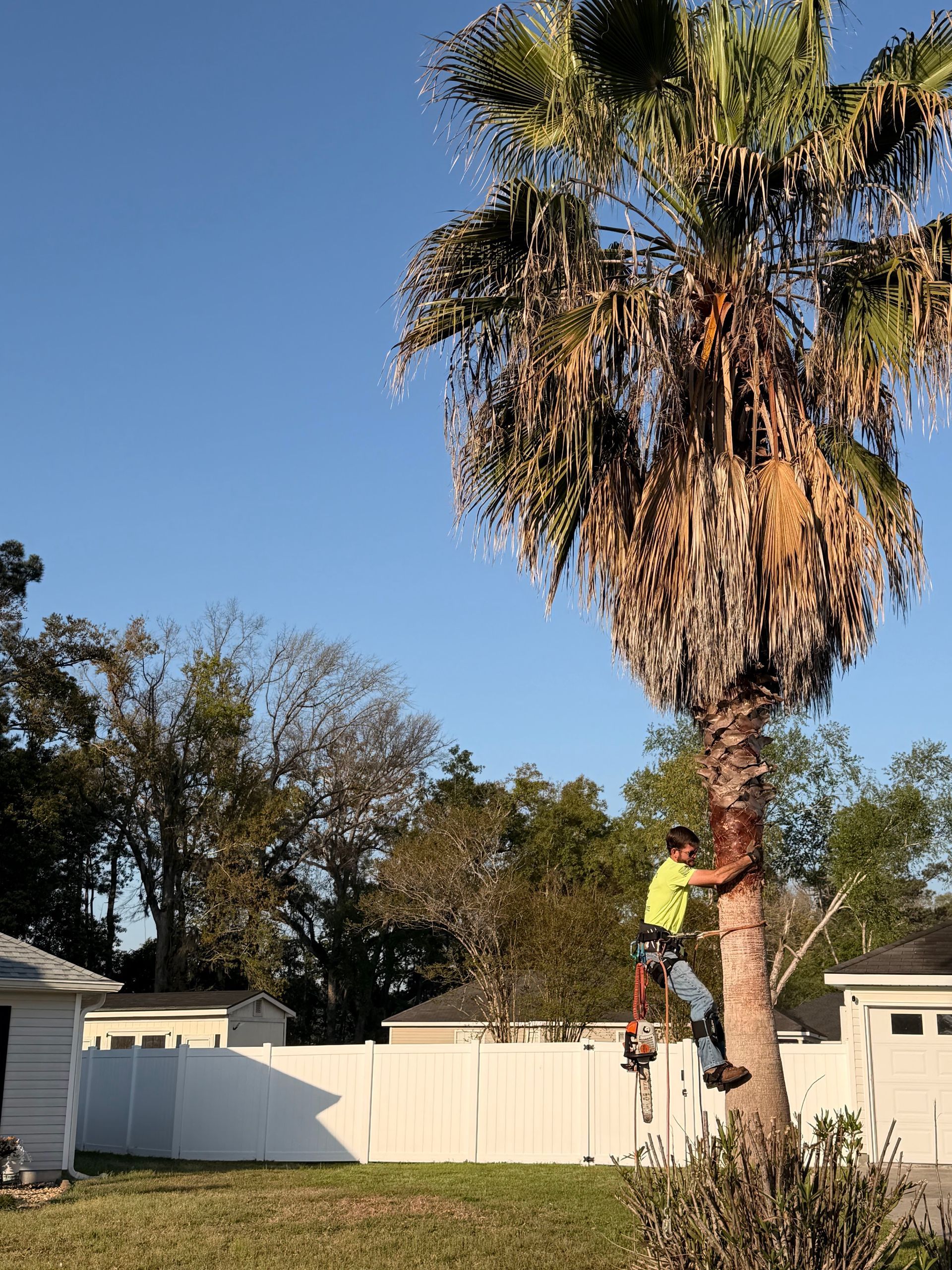 Worker pruning a tall palm tree in a backyard, wearing a yellow shirt and safety gear.