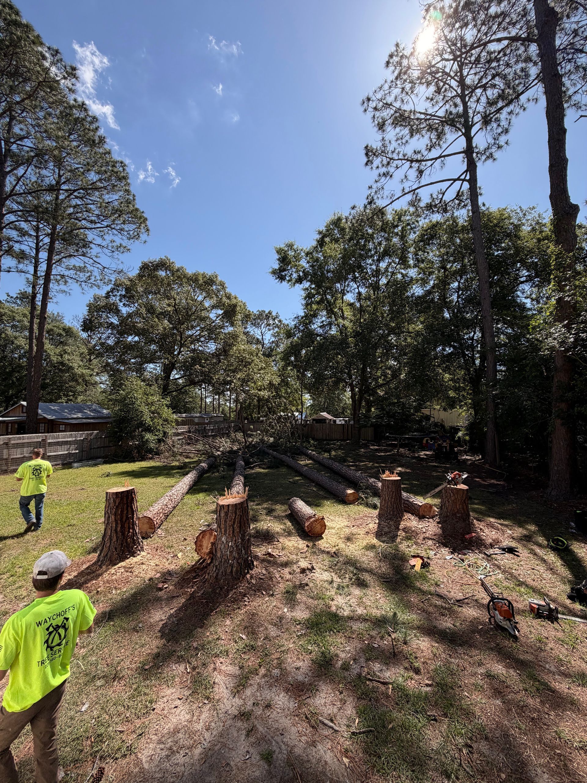 Workers in neon shirts clear cut logs in a sunny wooded area