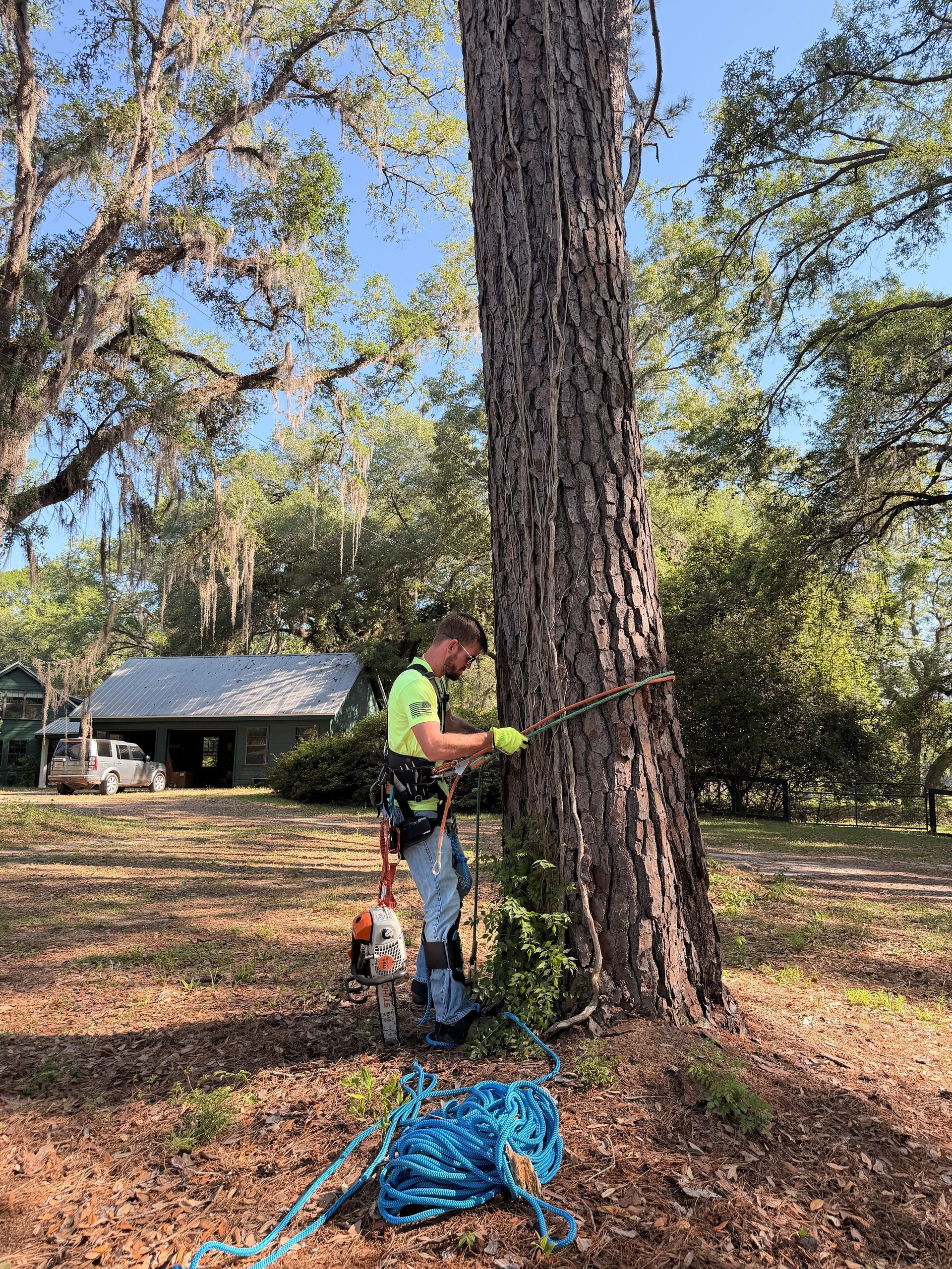 Person using a chainsaw beside a large tree in a wooded yard, with a dog nearby.
