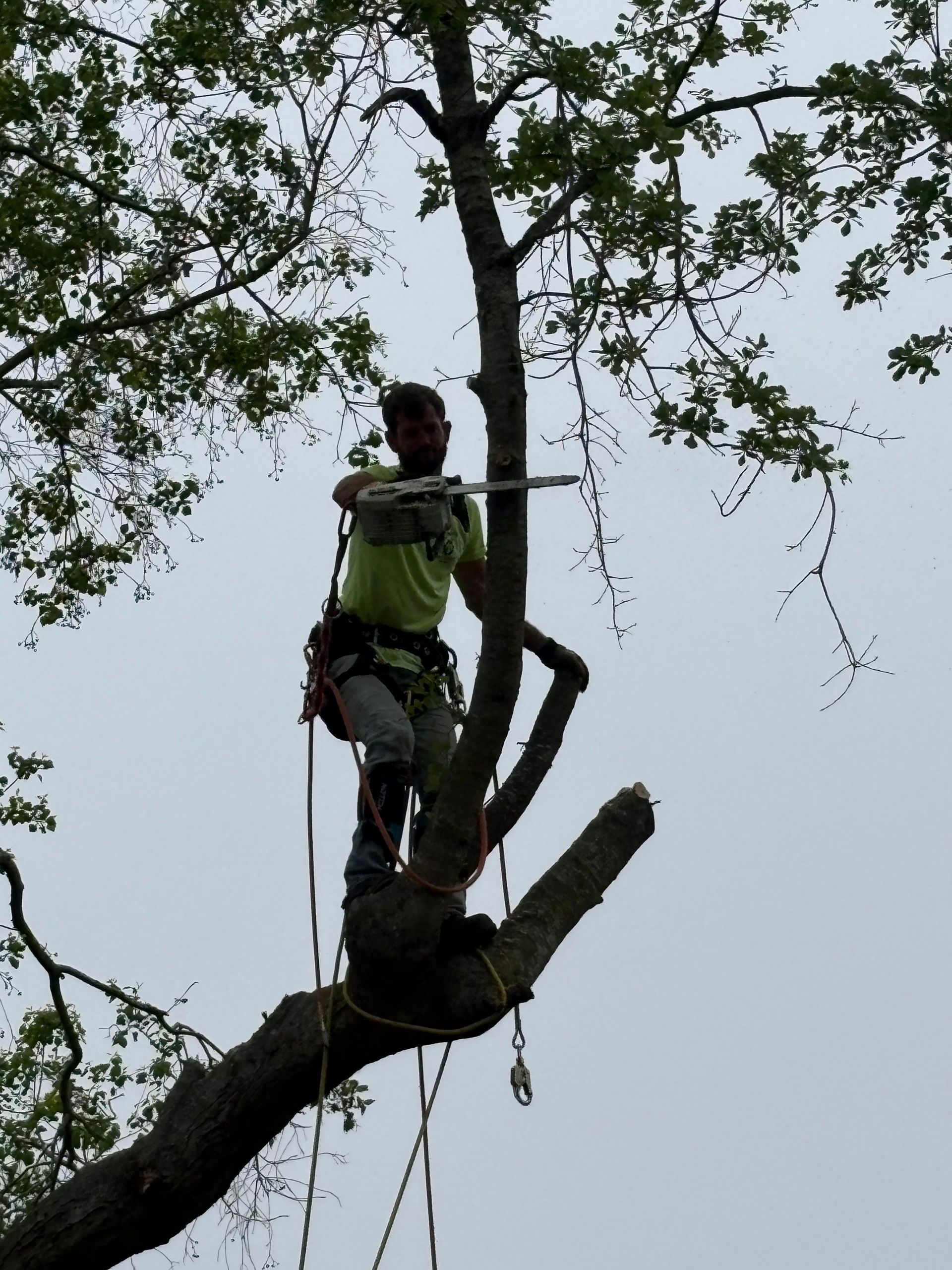 Tree worker standing on a branch, secured with harness and ropes, high in a leafy tree