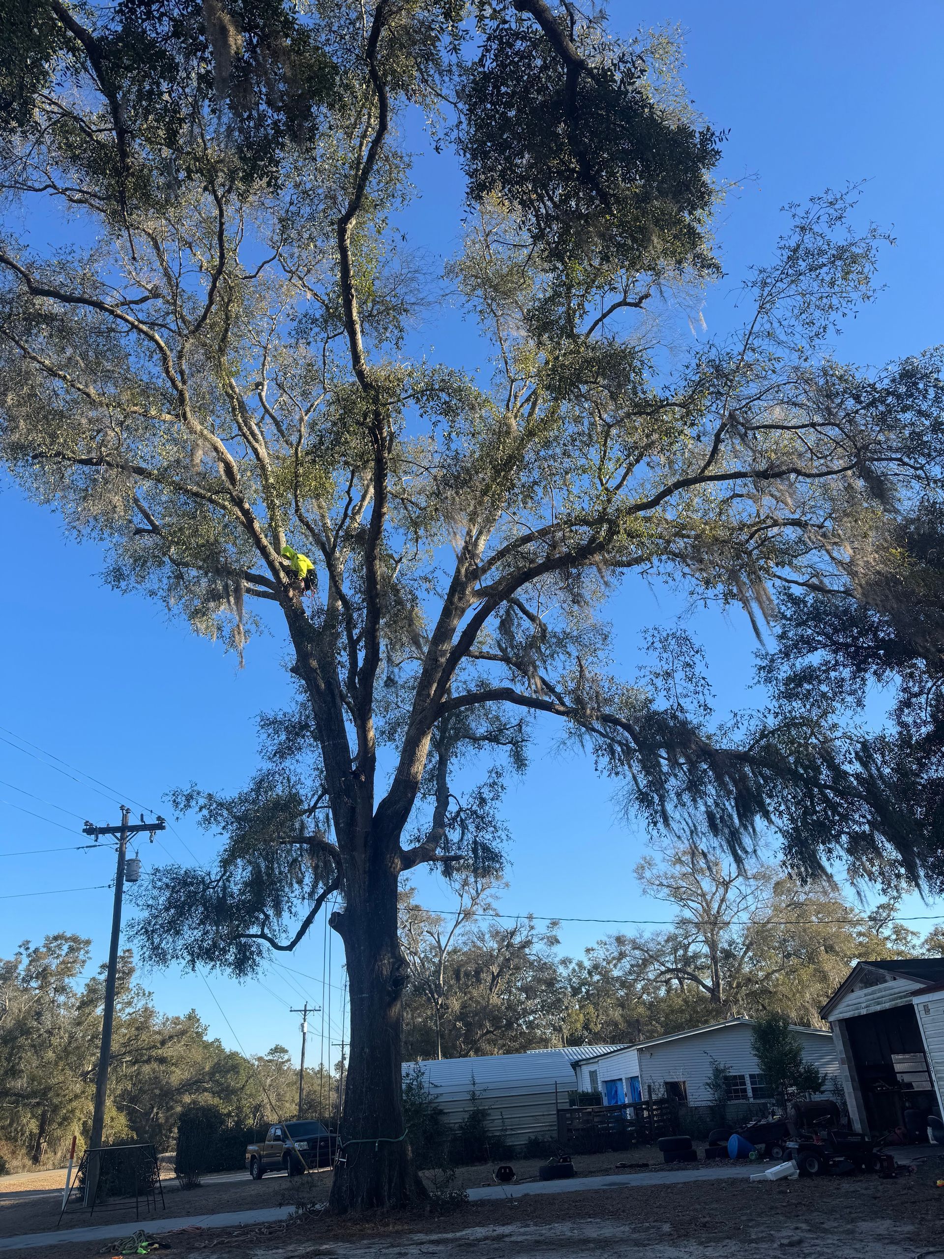 Tall tree with sparse branches against a blue sky beside a roadside building and utility poles