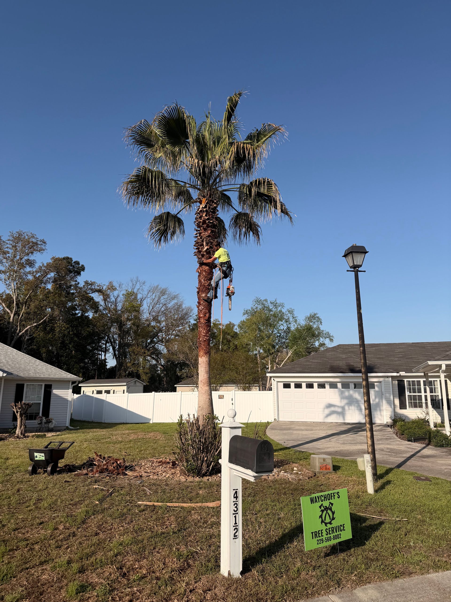 Palm tree and green utility box in a residential yard under a clear blue sky.
