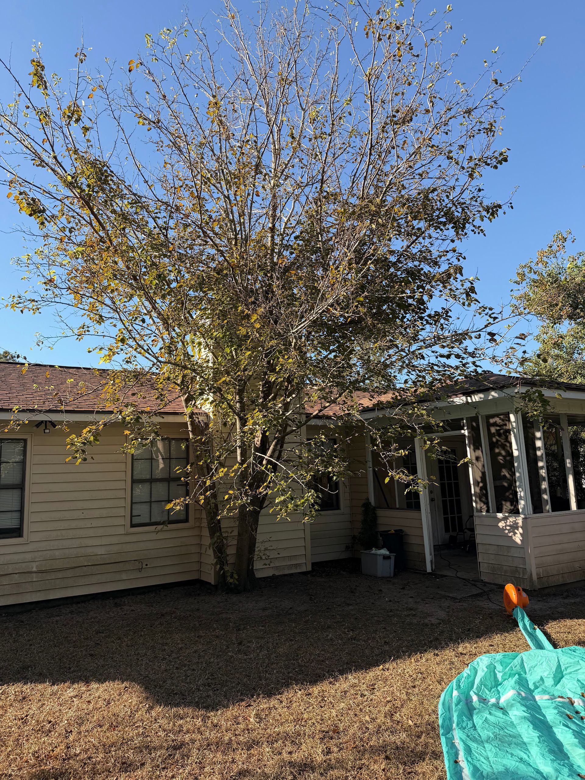 Leafless tree in a yard beside a beige house, with a covered patio and blue sky.