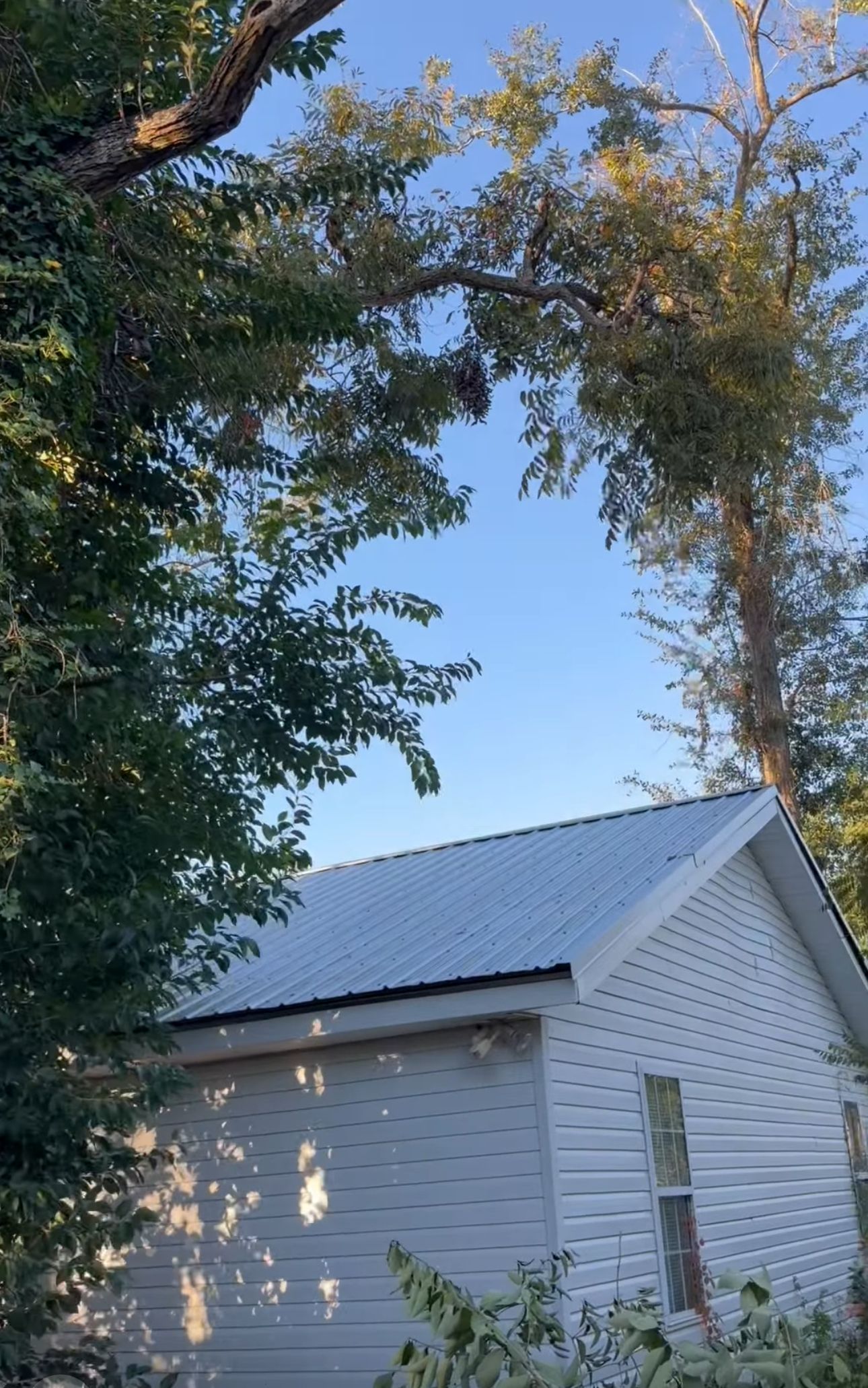 White house with a metal roof framed by tall trees under a clear blue sky.