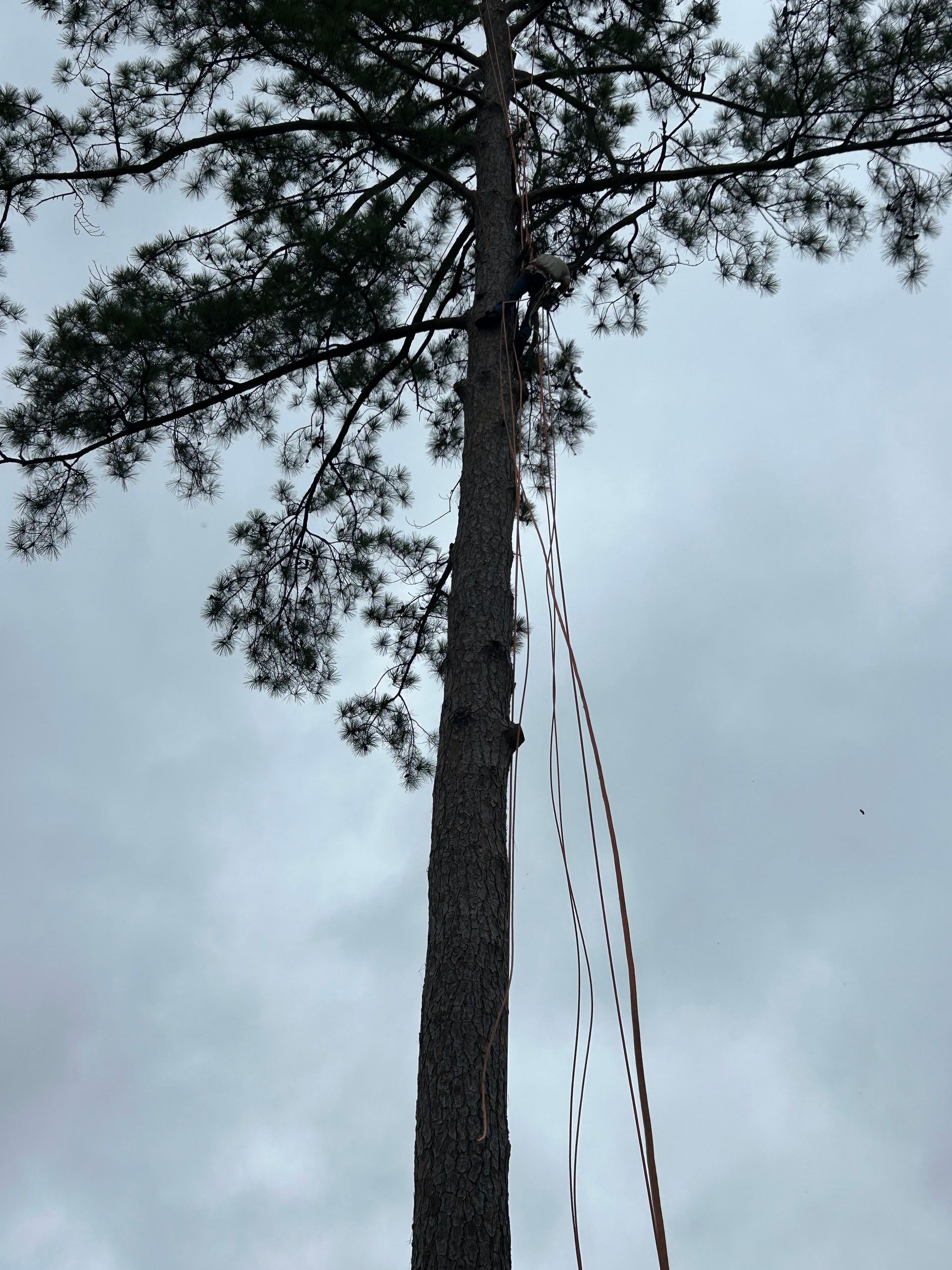 Tall pine tree with ropes hanging from its trunk against a cloudy sky.