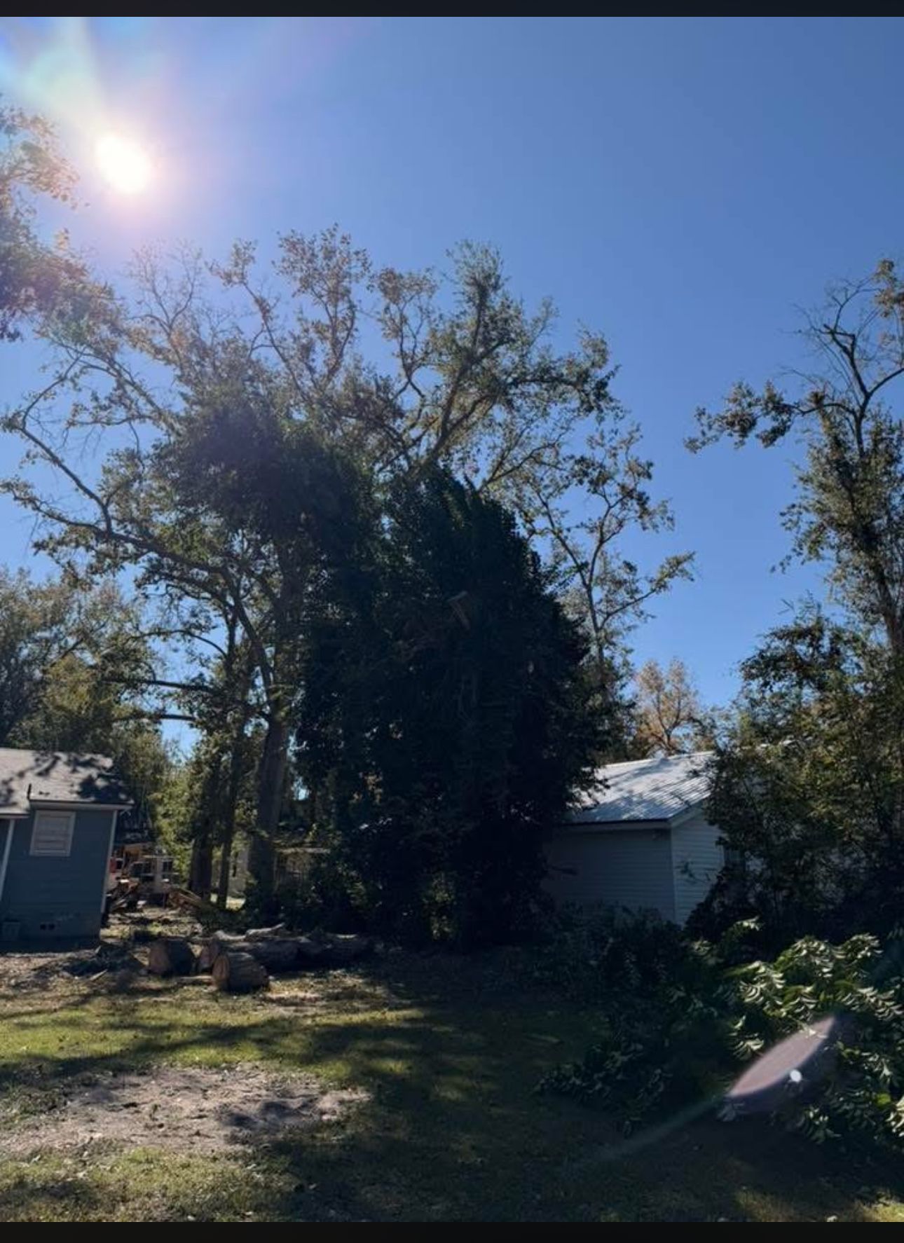 Sunlit backyard with tall trees, a small house, and a blue sky