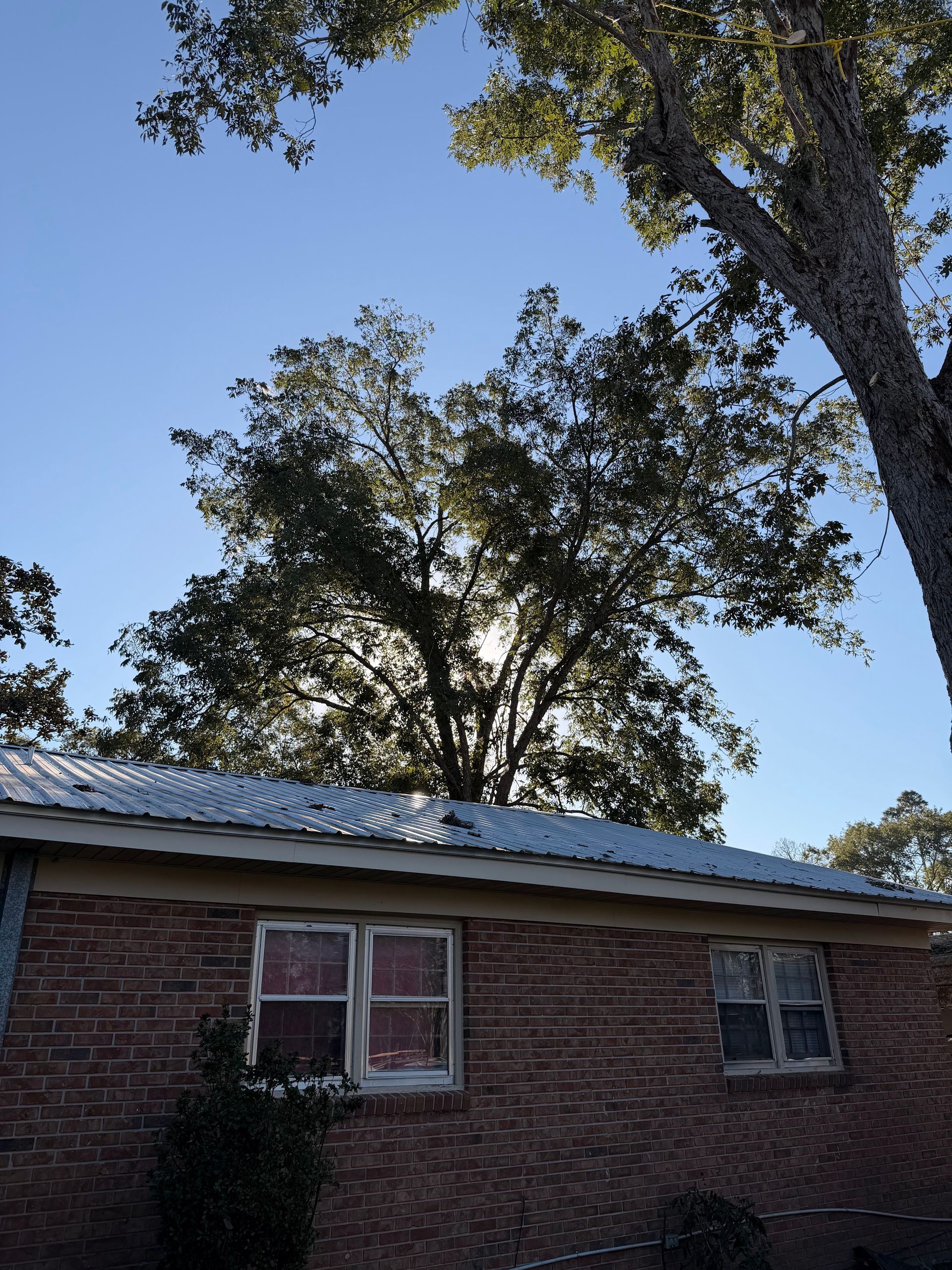 Brick house with white trim beneath tall trees against a blue sky.