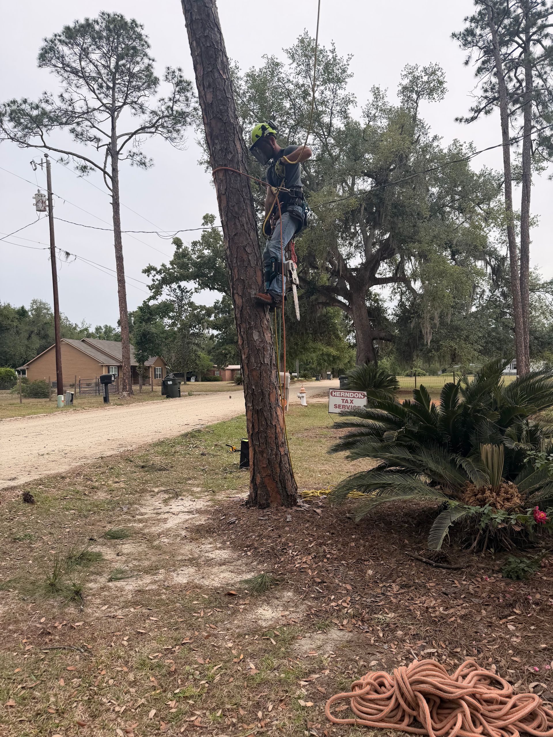 Person climbing a tall tree in a rural yard, with a coiled rope on the ground nearby.