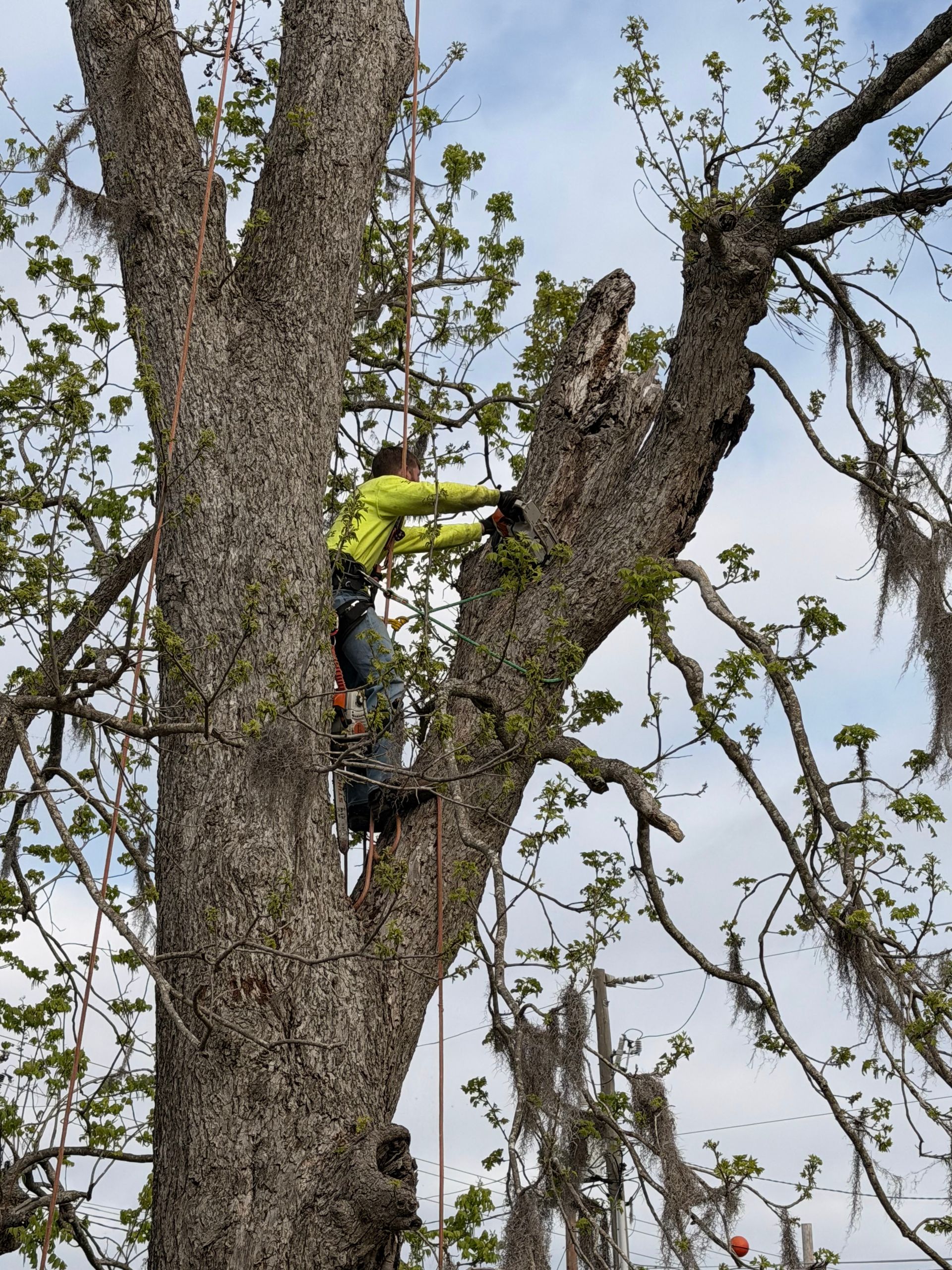 Worker in a neon jacket climbing a large tree with a chainsaw among bare branches