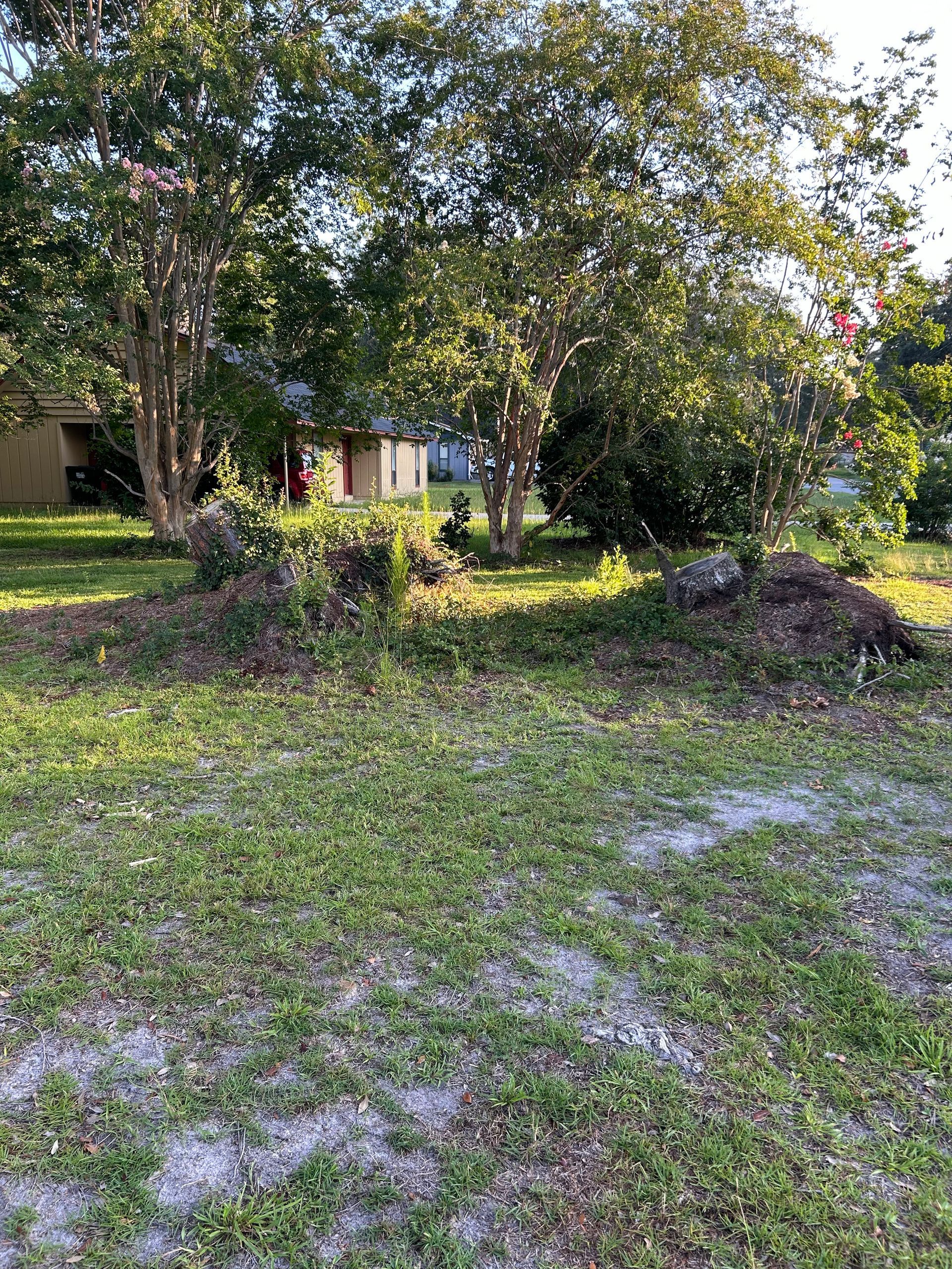 Grassy yard with two large trees and a small house in the background, lit by low sunlight.