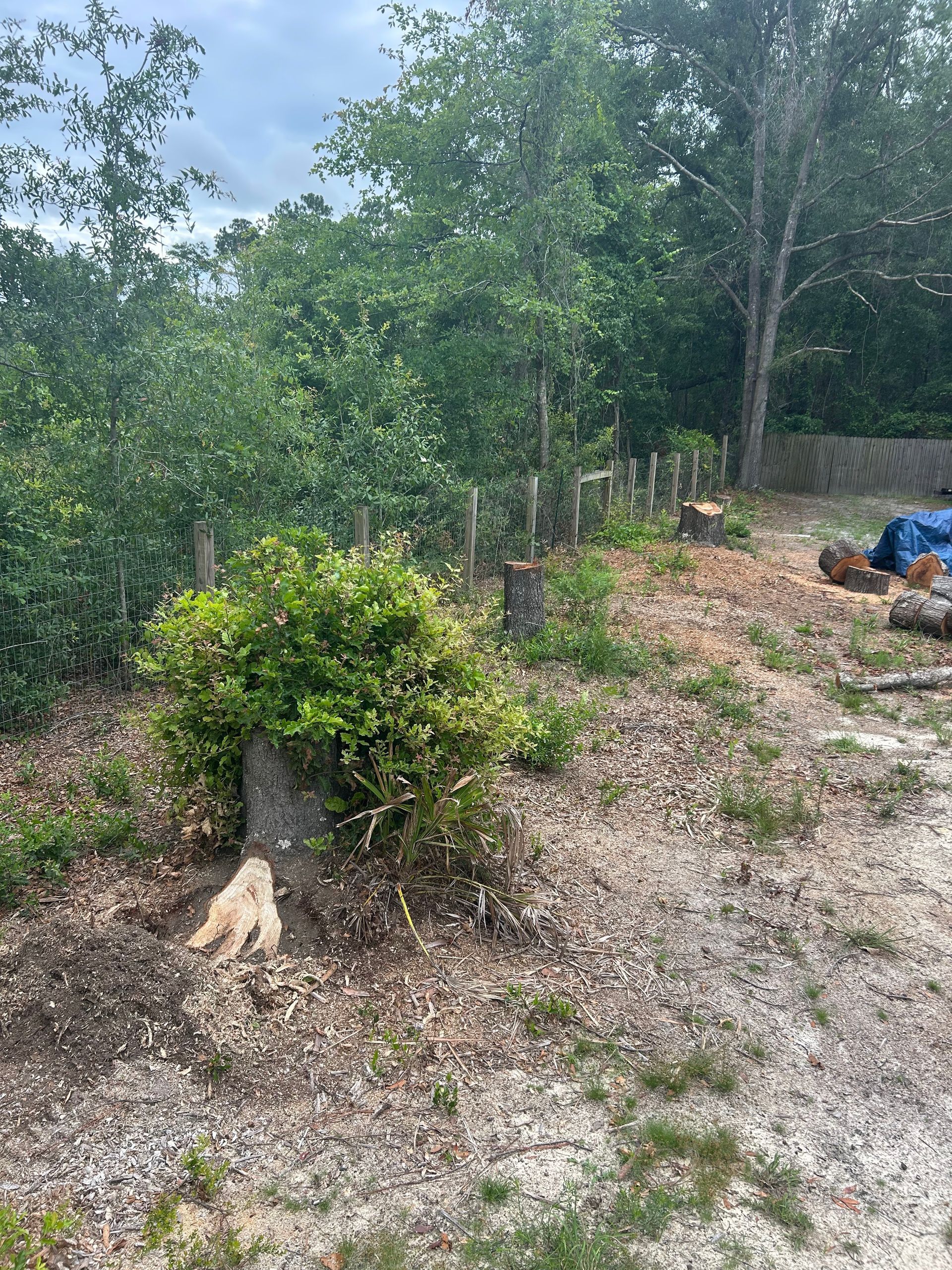 Grassy wooded slope with a small bush in the foreground and a person sitting at the right edge.