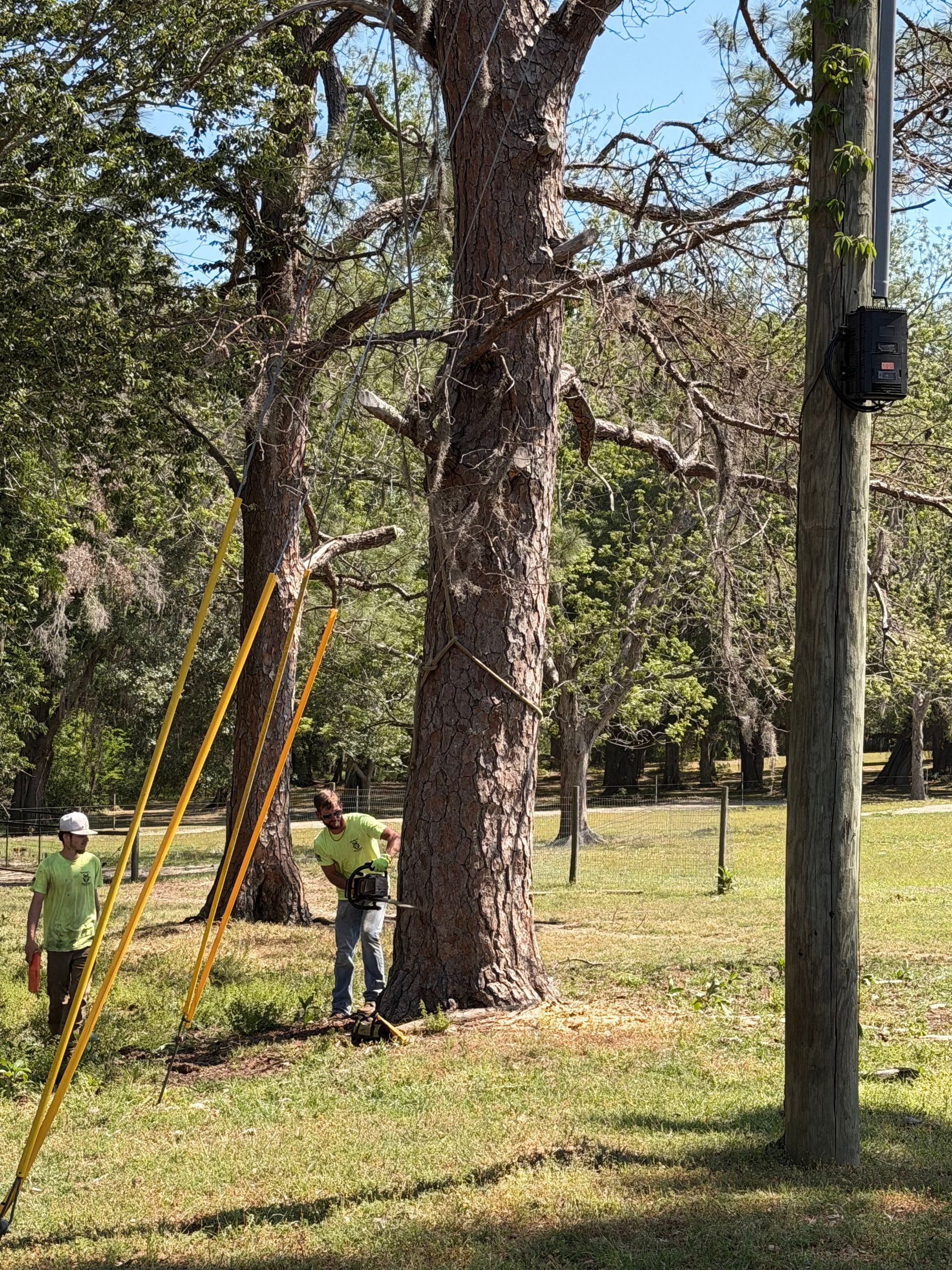 Workers trimming a large tree in a grassy park with poles and a utility pole nearby