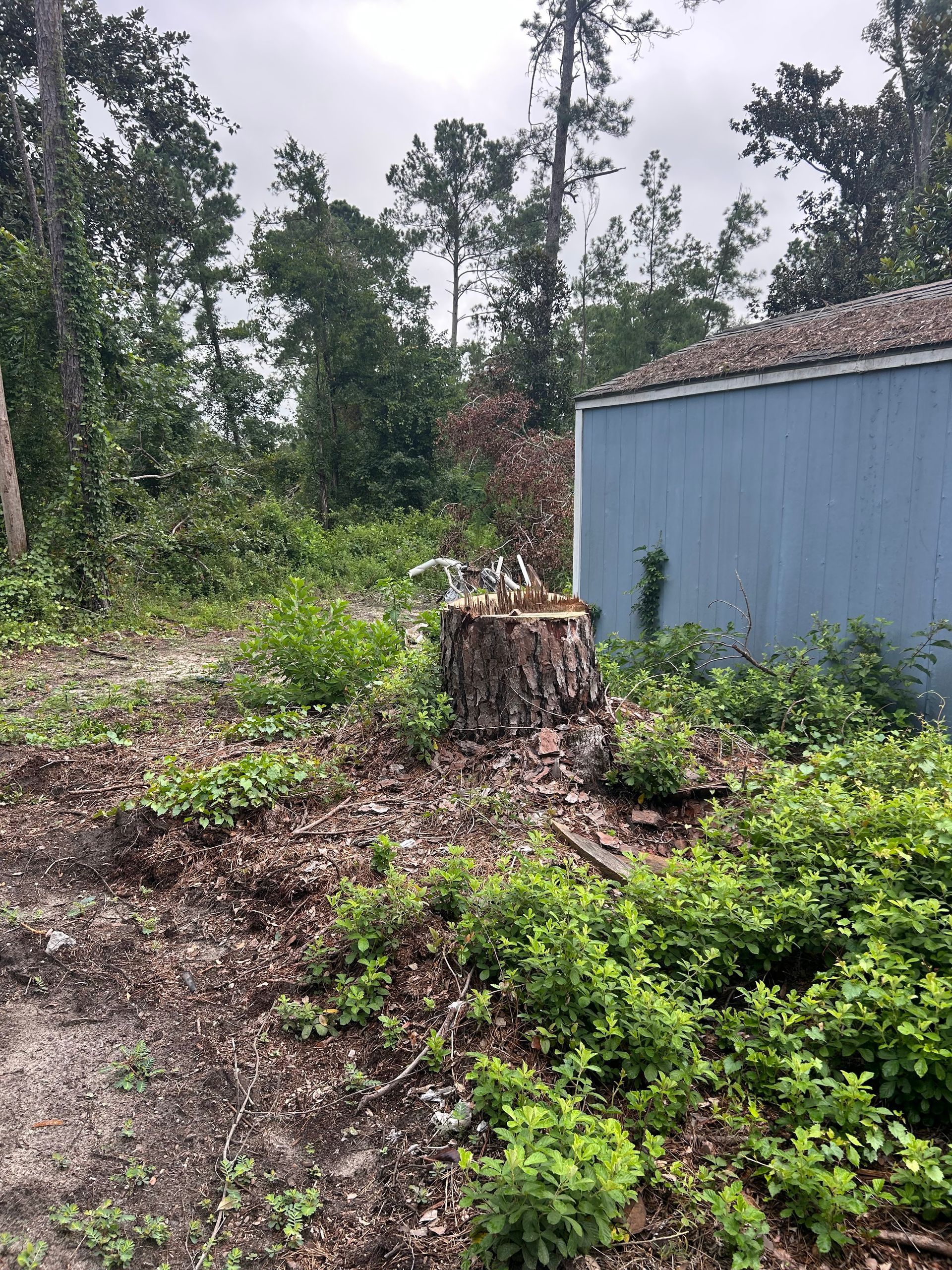 Overgrown yard with a tree stump beside a blue shed and wooded background