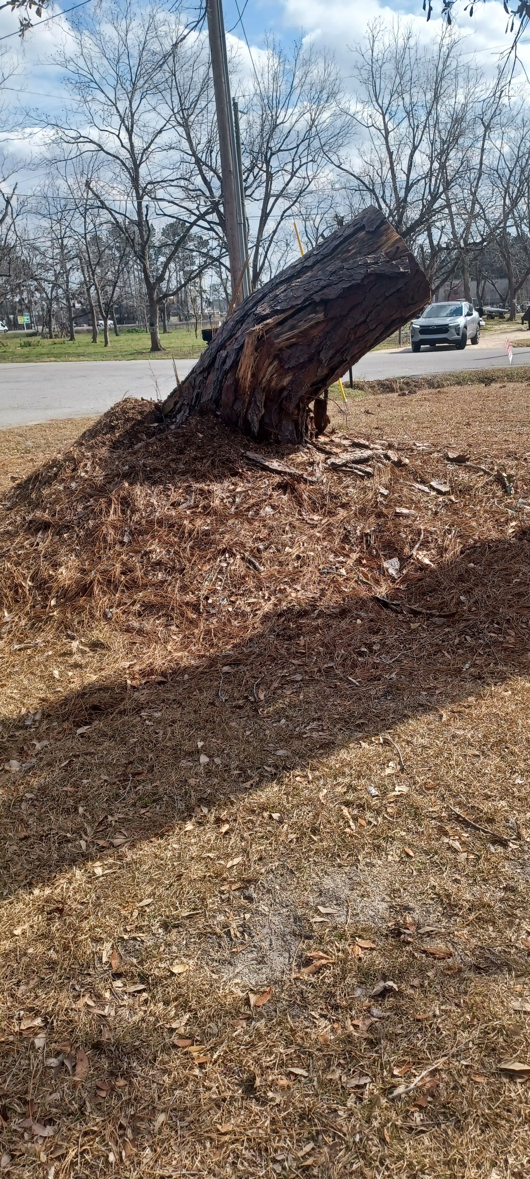 A large uprooted tree trunk on a wood chip mound in a park, with bare trees and a street in the background