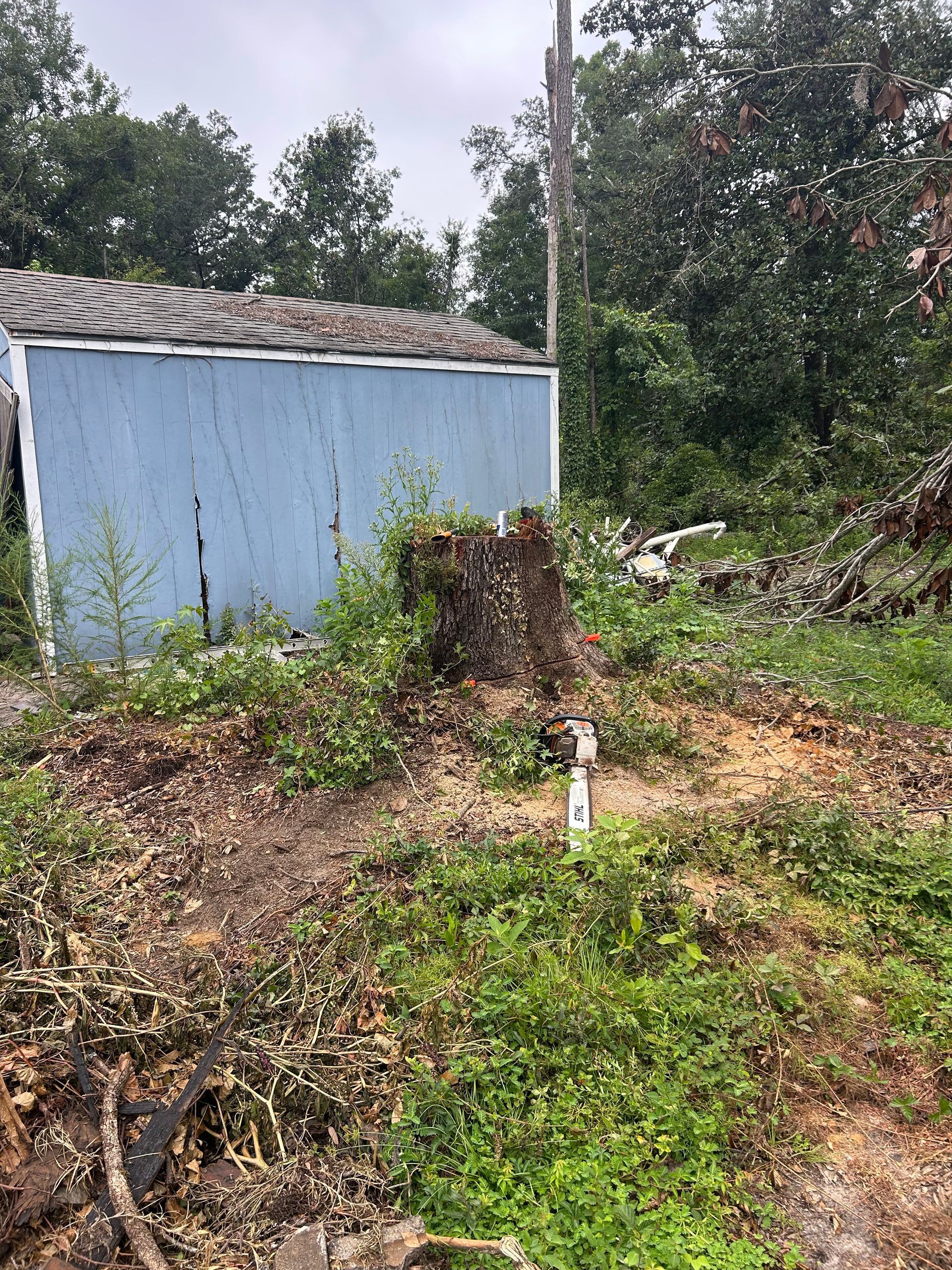 Overgrown backyard with a small blue shed and dense trees and brush.