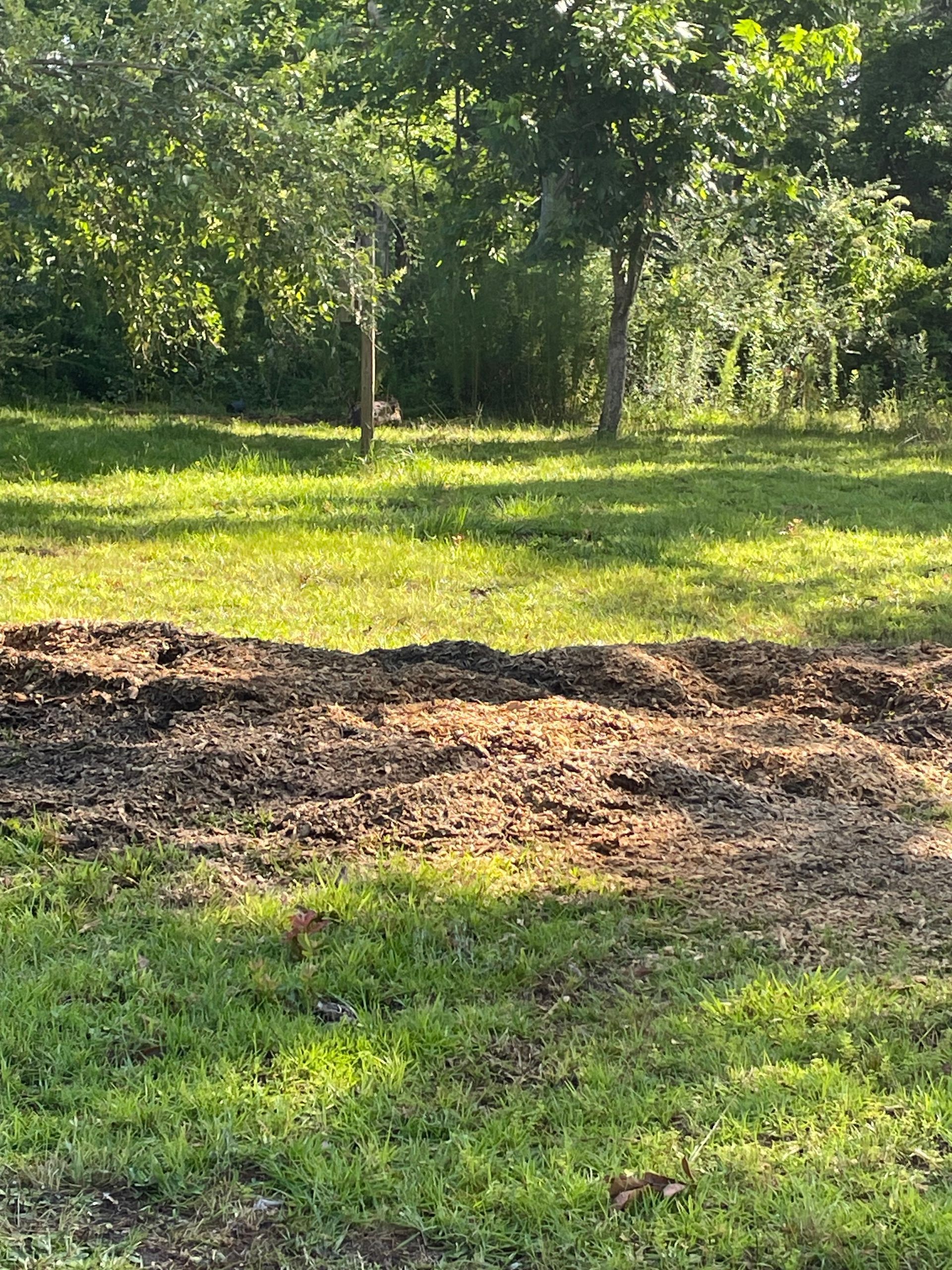 Grassy yard with a mulched strip and trees in bright sunlight