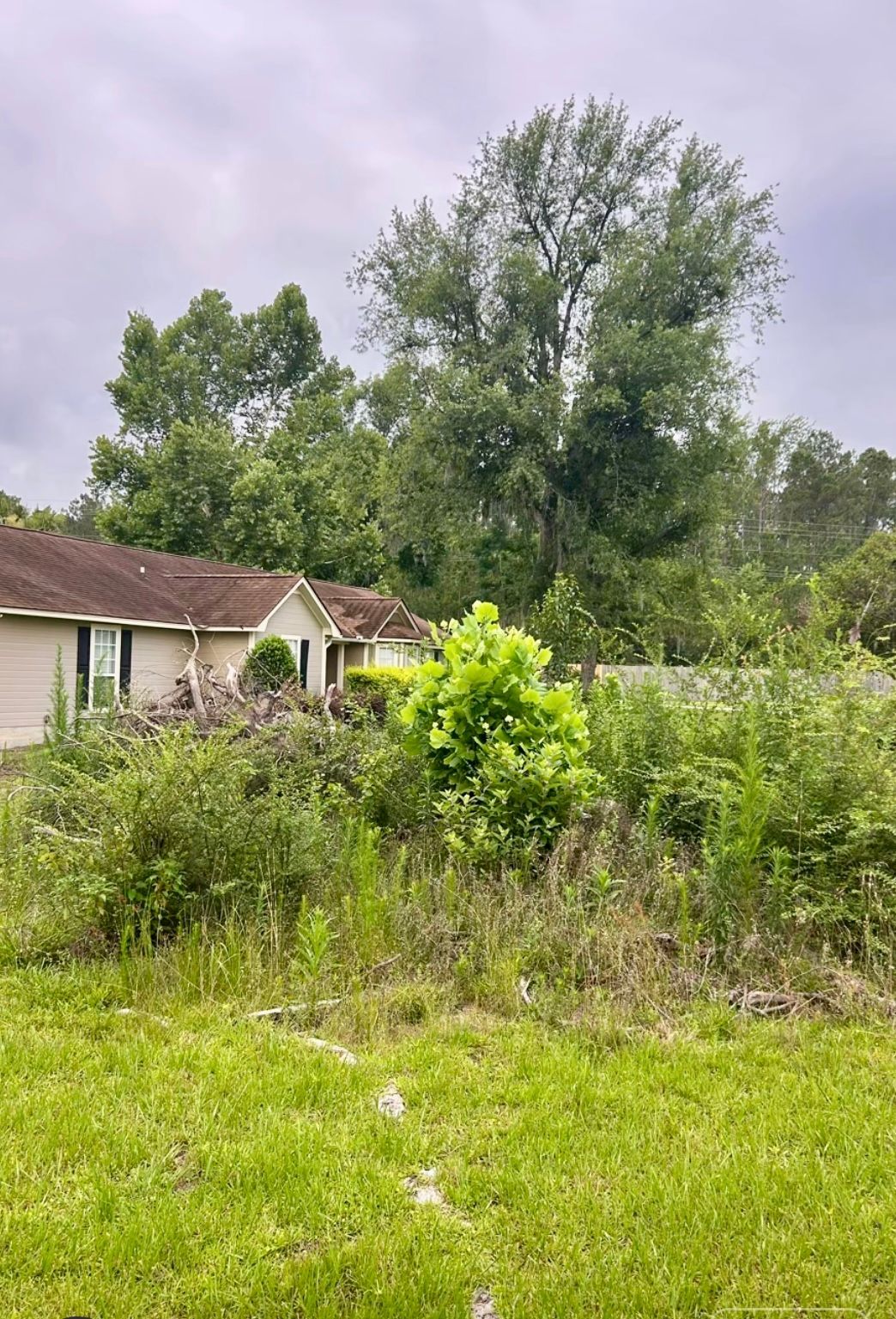Overgrown yard beside a small house, with tall trees and cloudy sky.
