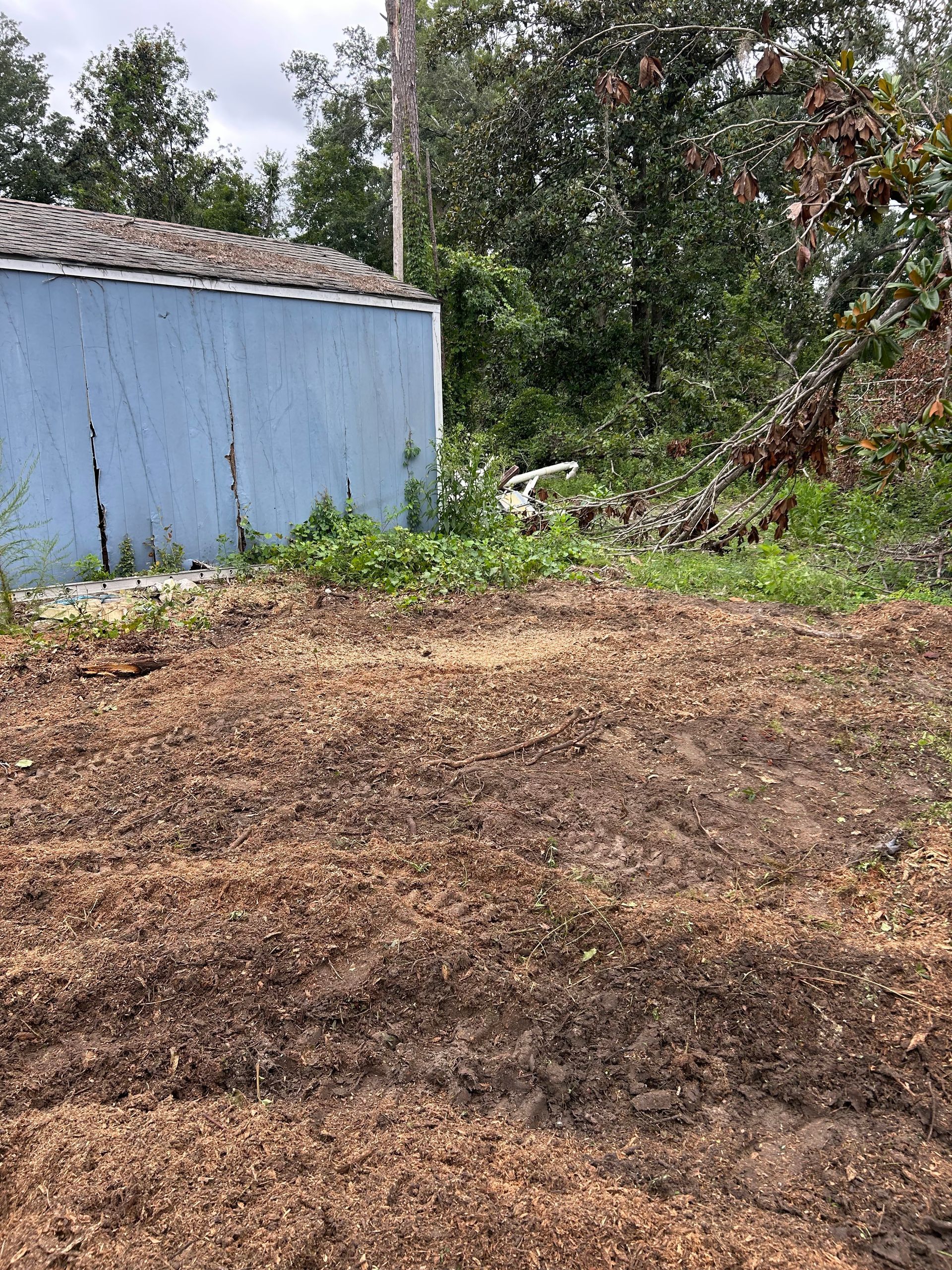 Dry dirt yard beside a light blue shed, with trees and brush in the background.