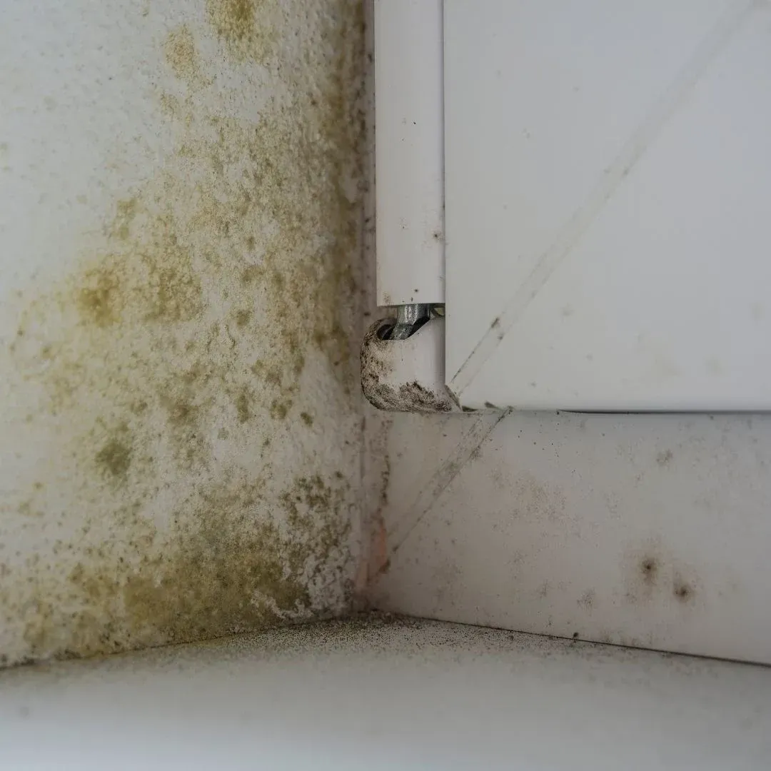 Widespread mold-like discoloration and moisture staining beside a window frame in a Hopkins, SC home Widespread mold-like discoloration and moisture staining beside a window frame in a Hopkins, SC home