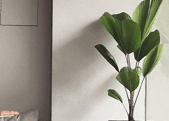 Um vaso de planta está sobre uma mesa em frente a uma parede branca.