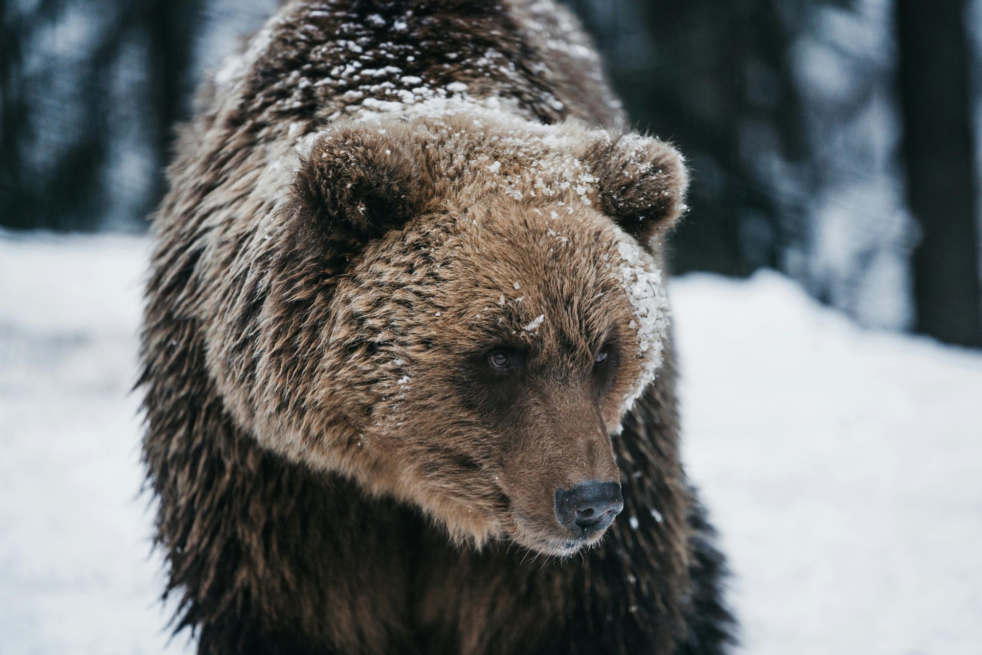 A brown bear is standing in the snow and looking at the camera.