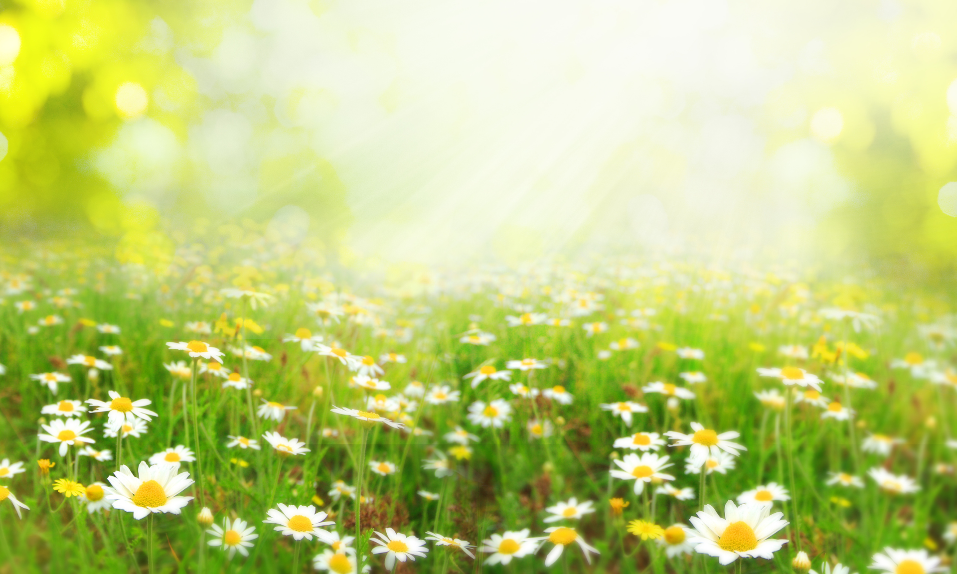 Sunlit meadow of white daisies with green grass and soft yellow bokeh background