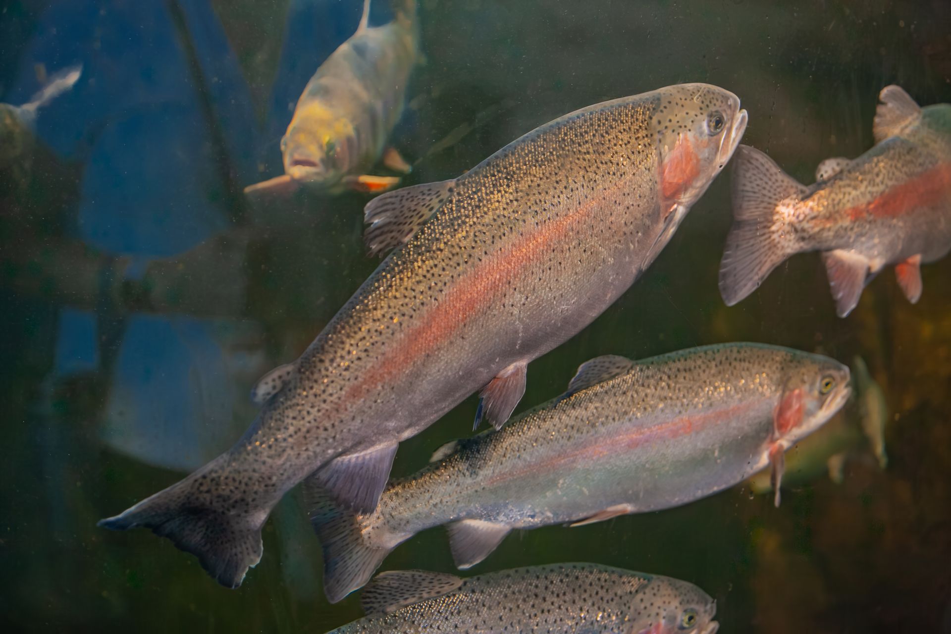 Several trout swimming in blue-green water, with silver bodies and pinkish stripes