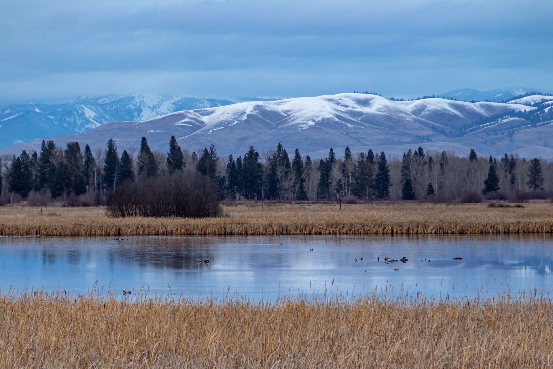 Snowy mountains beyond a marshy lake with reeds and dark trees under a blue sky