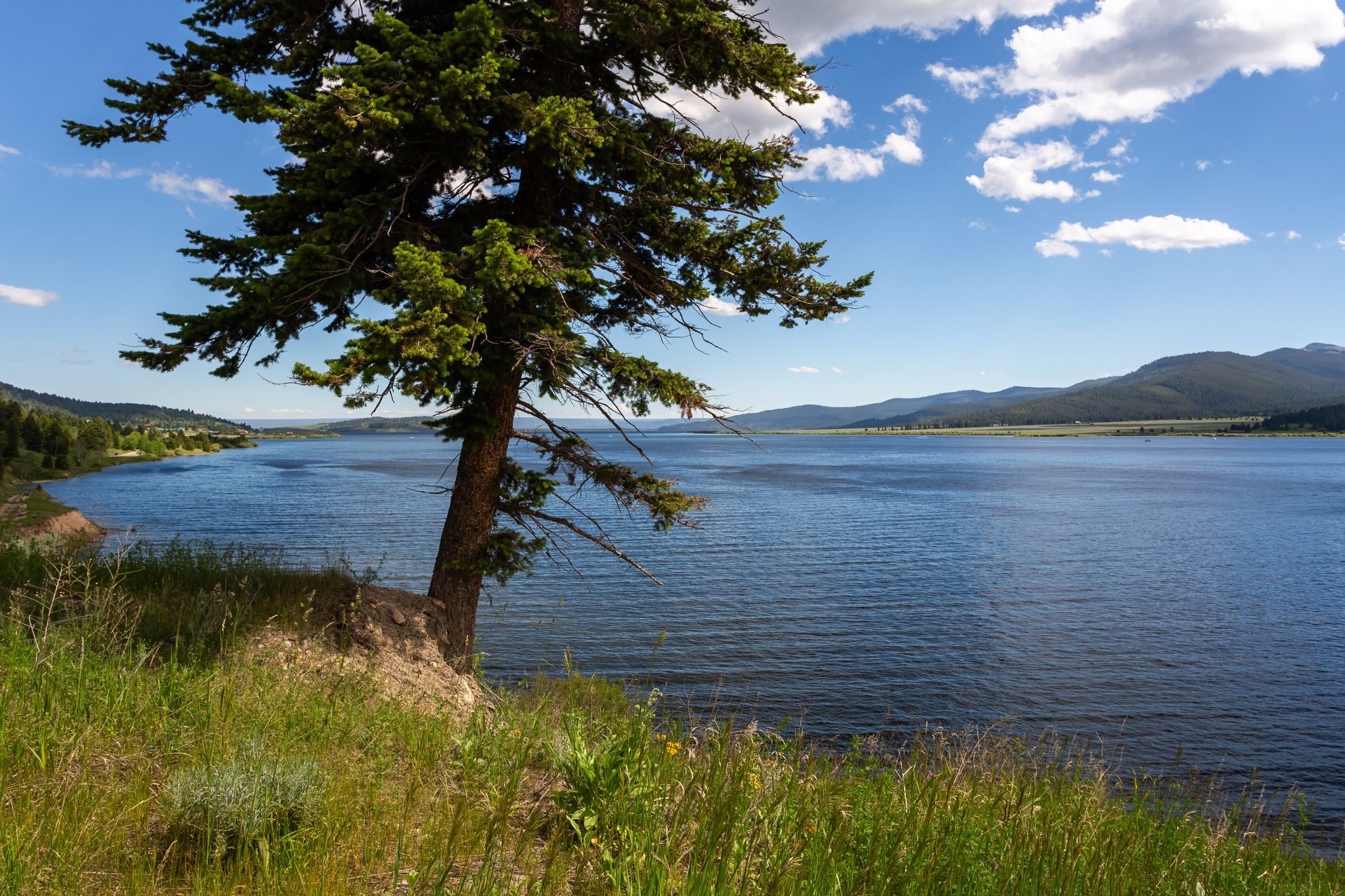 Lone tree on a grassy lakeshore under a blue sky, with mountains across the water.