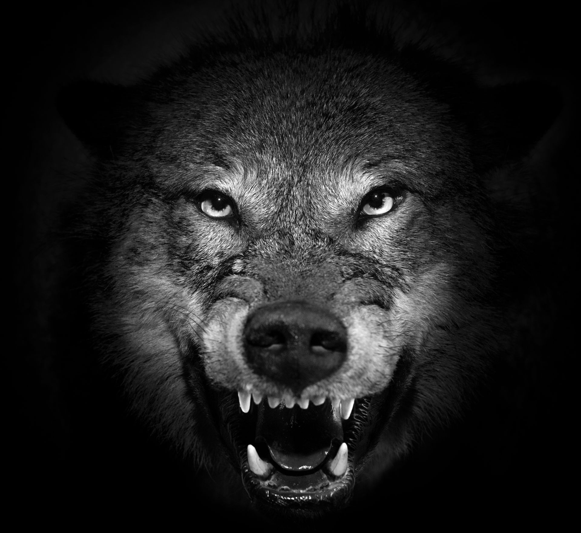 Close-up of a snarling wolf on a black background, with bared teeth and intense eyes