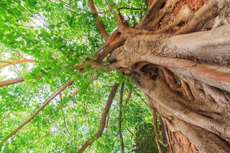 Classic old Florida tree canopy