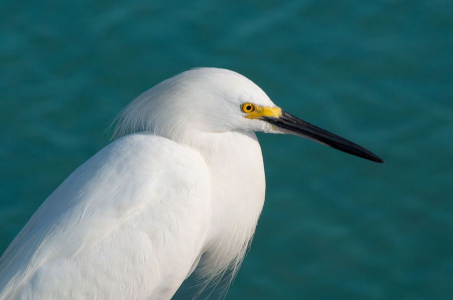 unique local wildlife