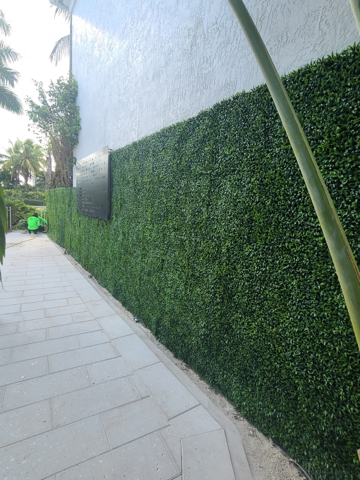 Narrow sidewalk beside a green hedge wall and gray building, with palm trees along the path.