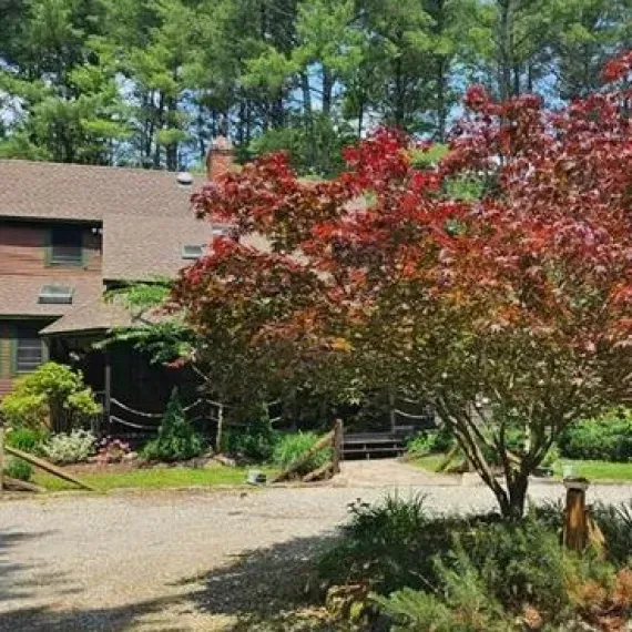 Wooded home exterior with a red-leaf tree in the foreground and a gravel driveway