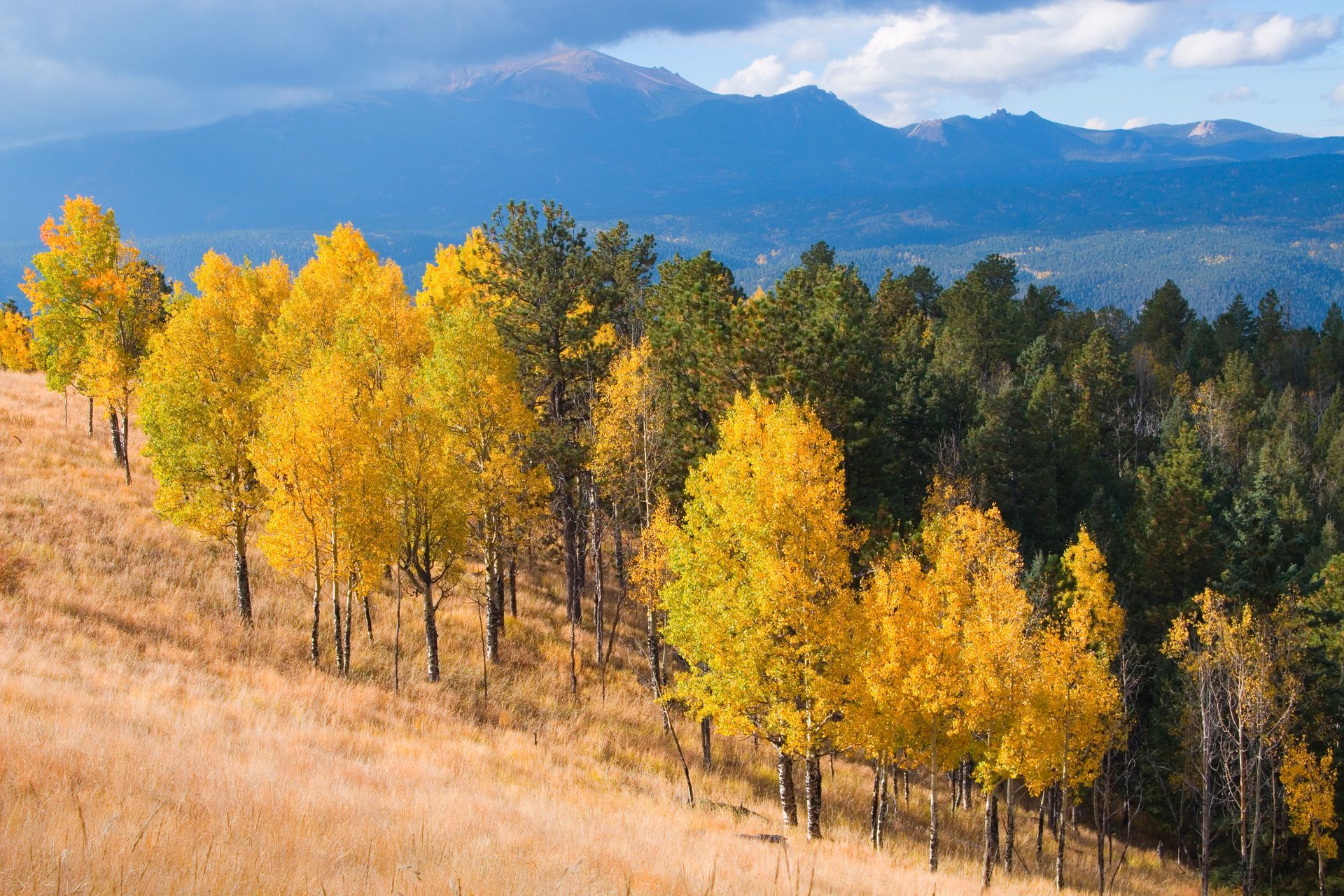 Golden autumn trees on a hillside with blue mountains and clouds in the background