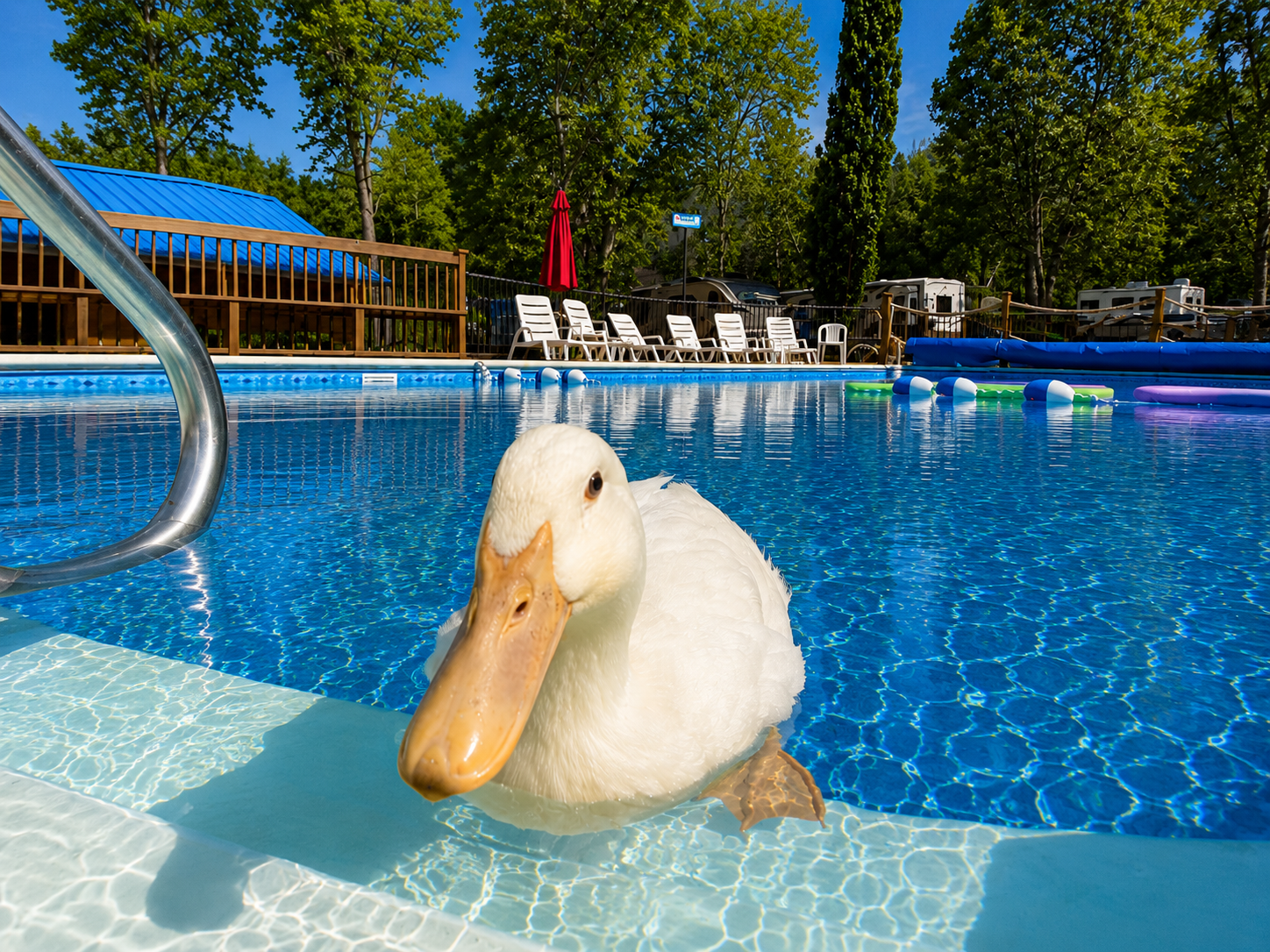 White duck floating in a blue swimming pool with lounge chairs and trees in the background