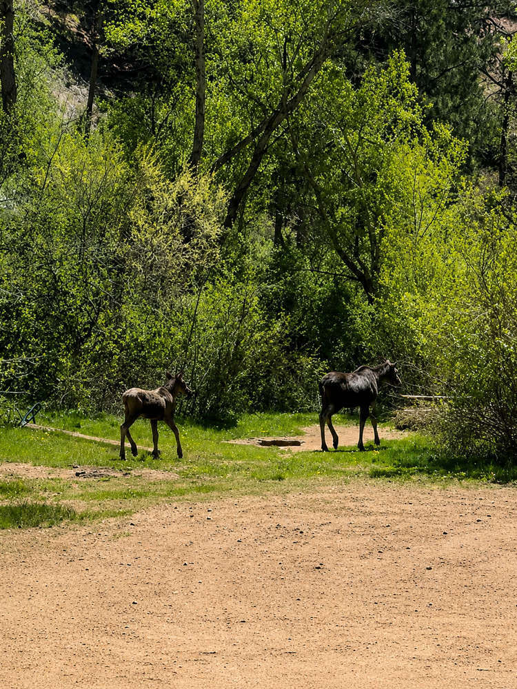 Two moose standing in a sunlit forest clearing near a dirt path
