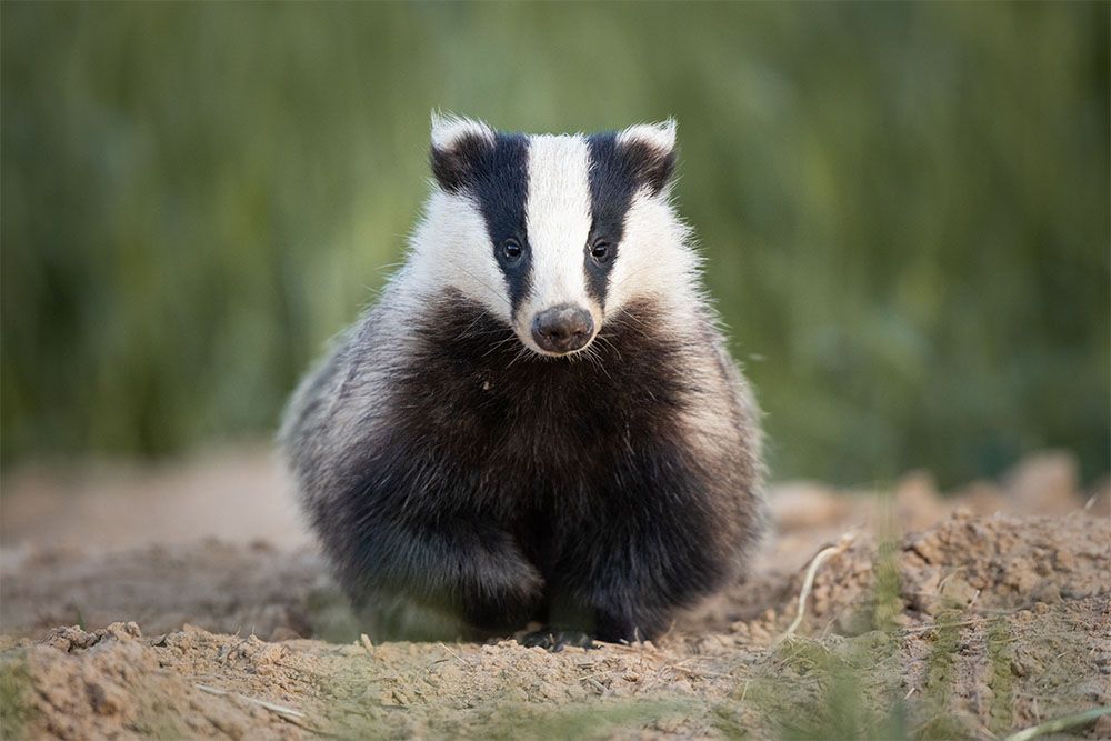 Badger