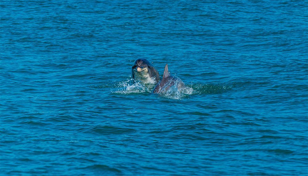 Bottlenose Dolphins
