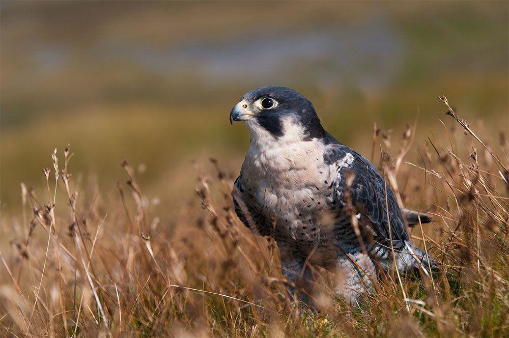 Peregrine Falcon