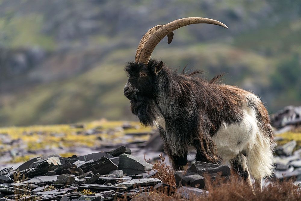 Wild Mountain Goats