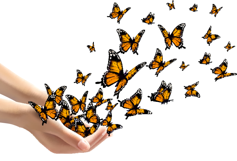 butterfly release