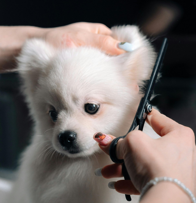 Close-up of a white puppy getting its ears groomed.