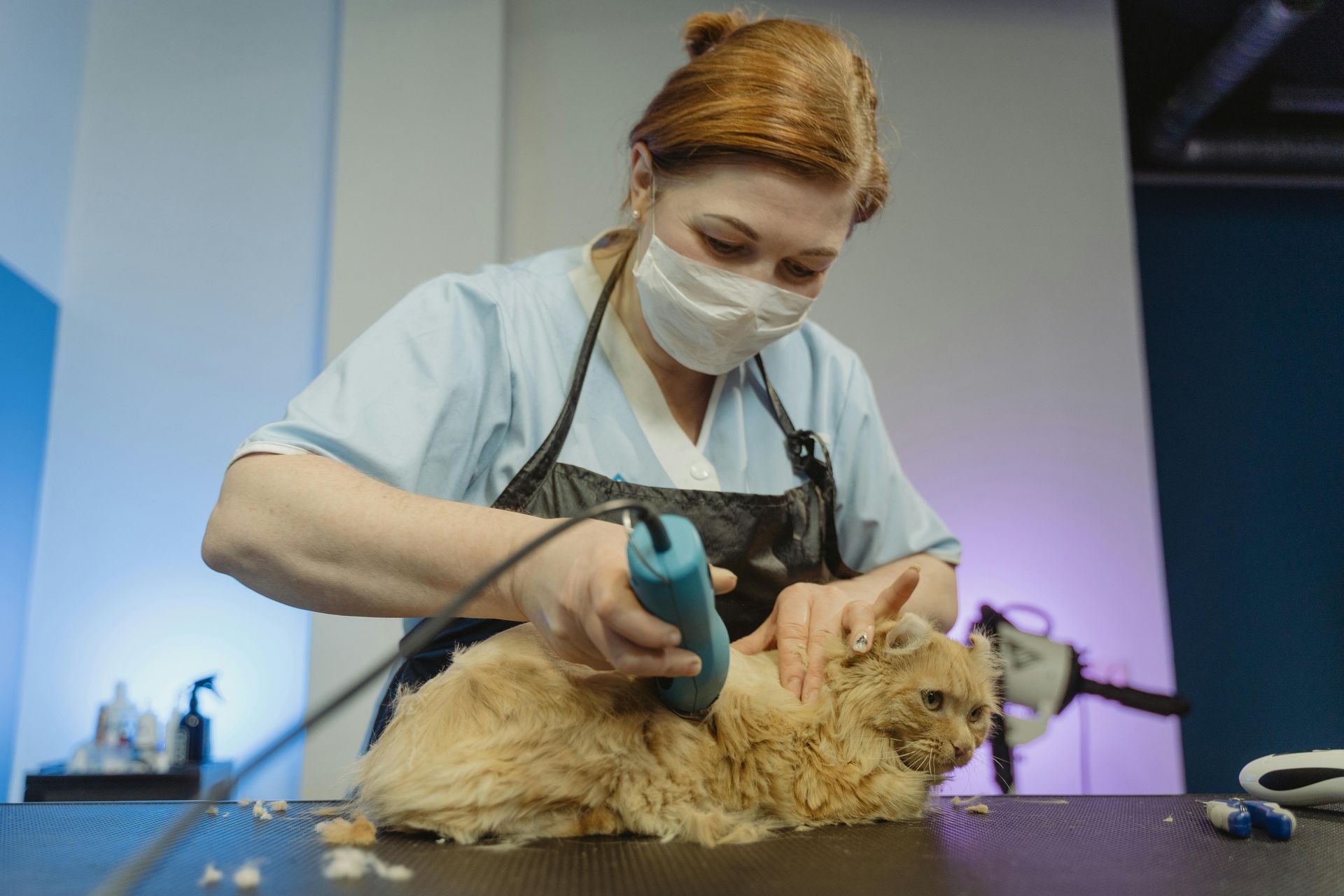 Professional groomer using a deshedding tool on a cat.