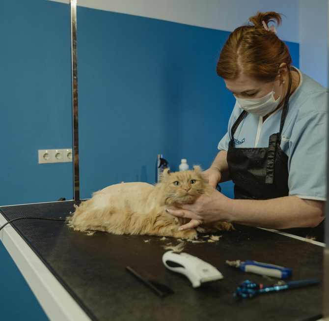 Professional groomer brushing a long-haired cat.