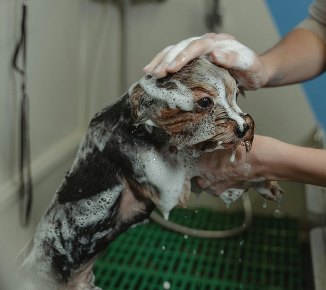 dog getting a soapy bath during a grooming session.