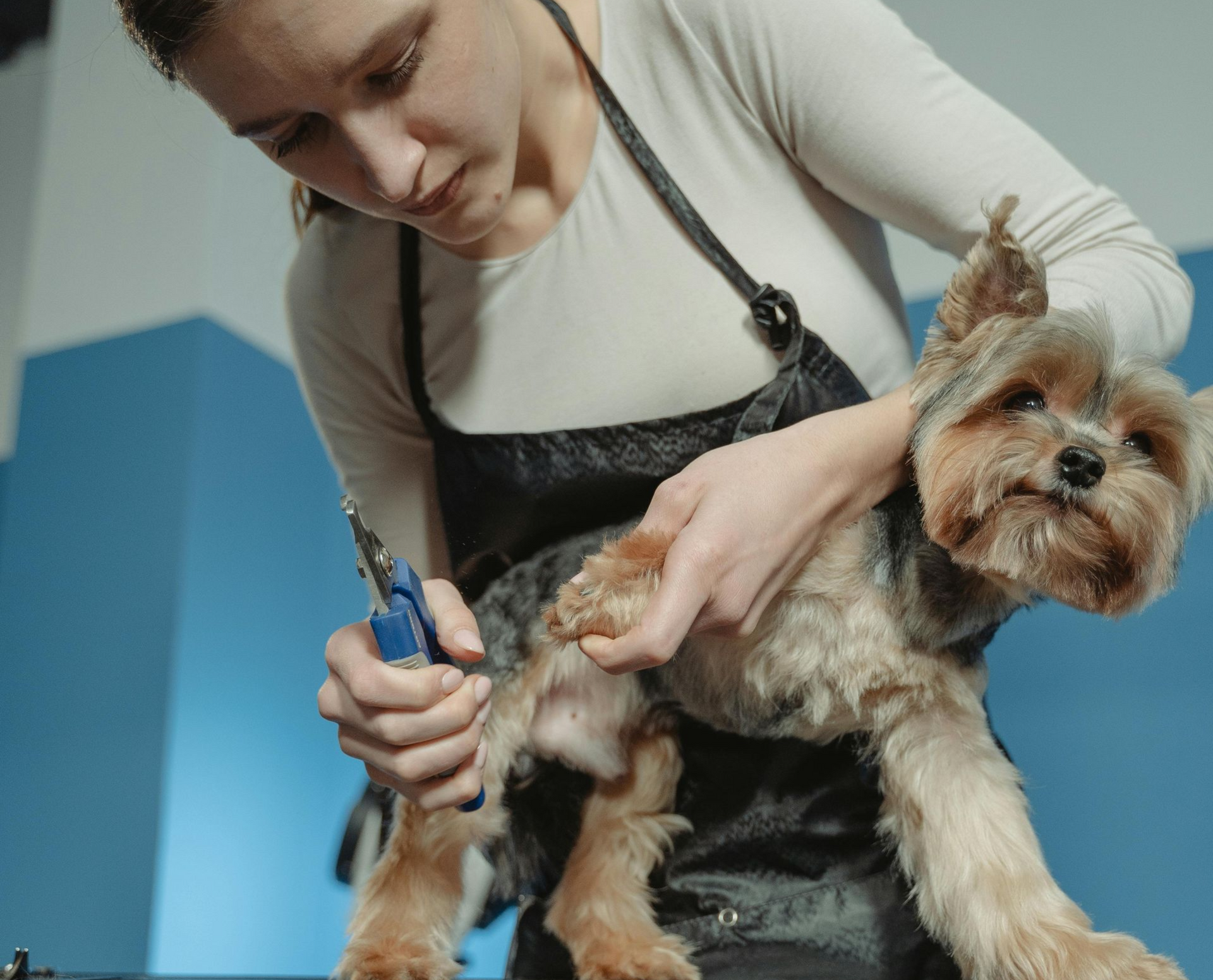 Groomer trimming the nails of a small terrier dog.