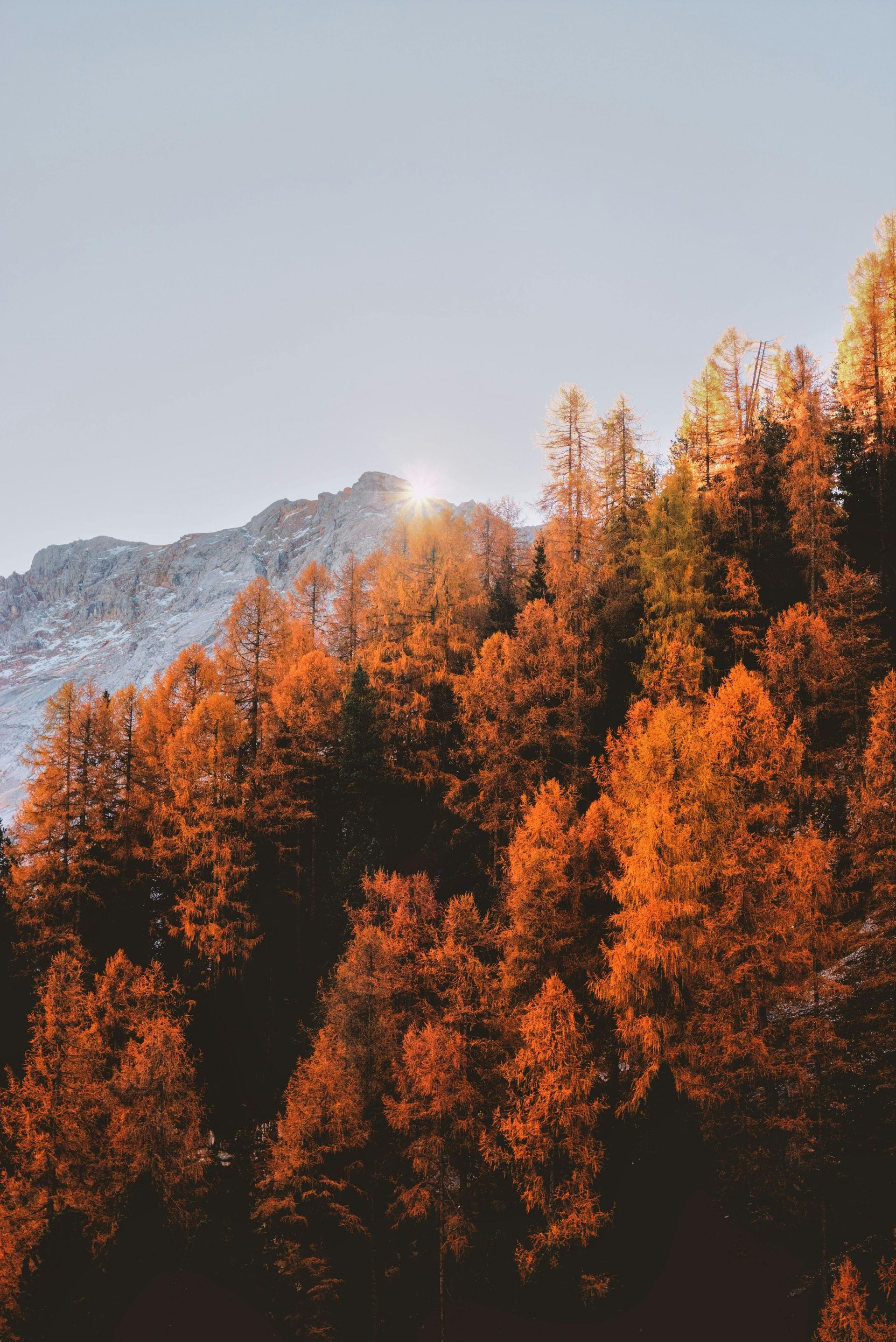 Autumnal trees with orange foliage, a snow-capped mountain, and a sunny sky.