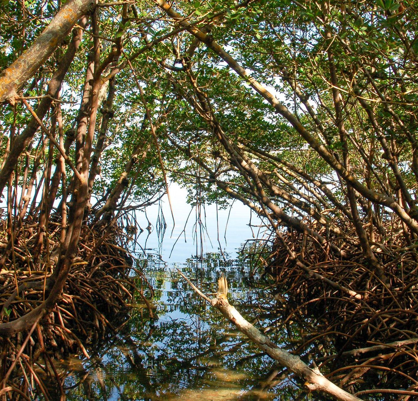 Dense mangrove trees arch over a narrow waterway with a blue sky beyond.